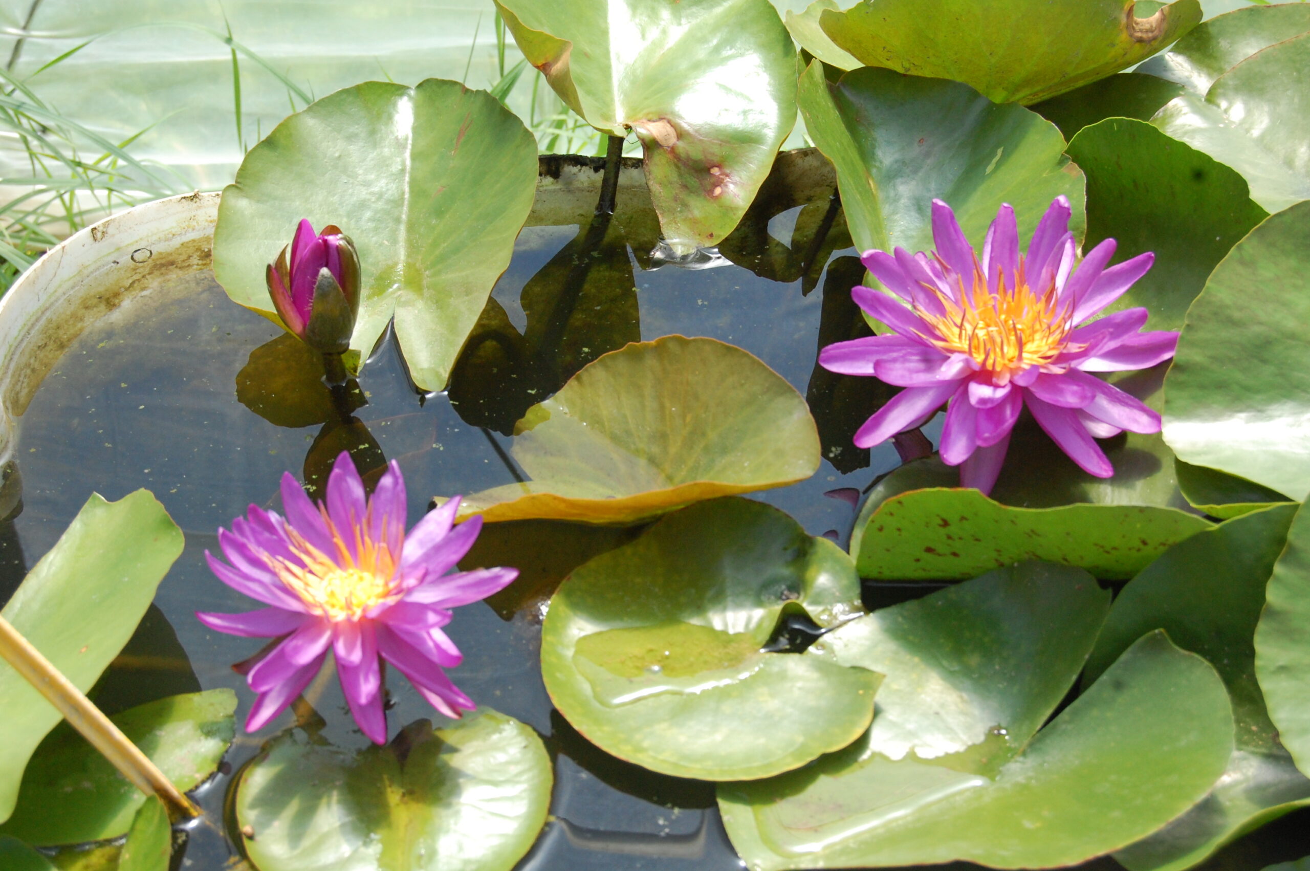 acheter nymphaea Purple Silk for sale buy on line (11)