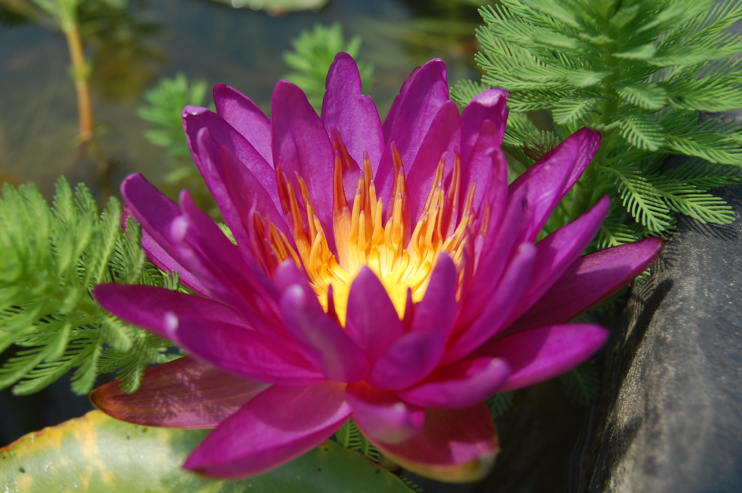 acheter nymphaea Purple Silk for sale buy on line (13)