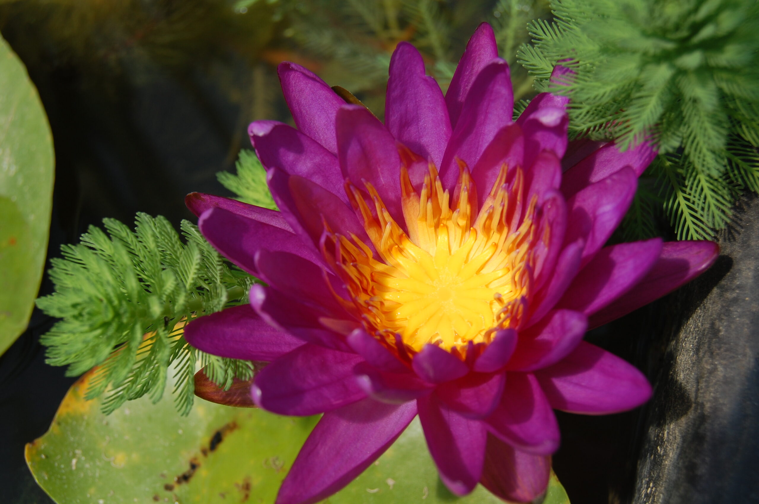 acheter nymphaea Purple Silk for sale buy on line (15)
