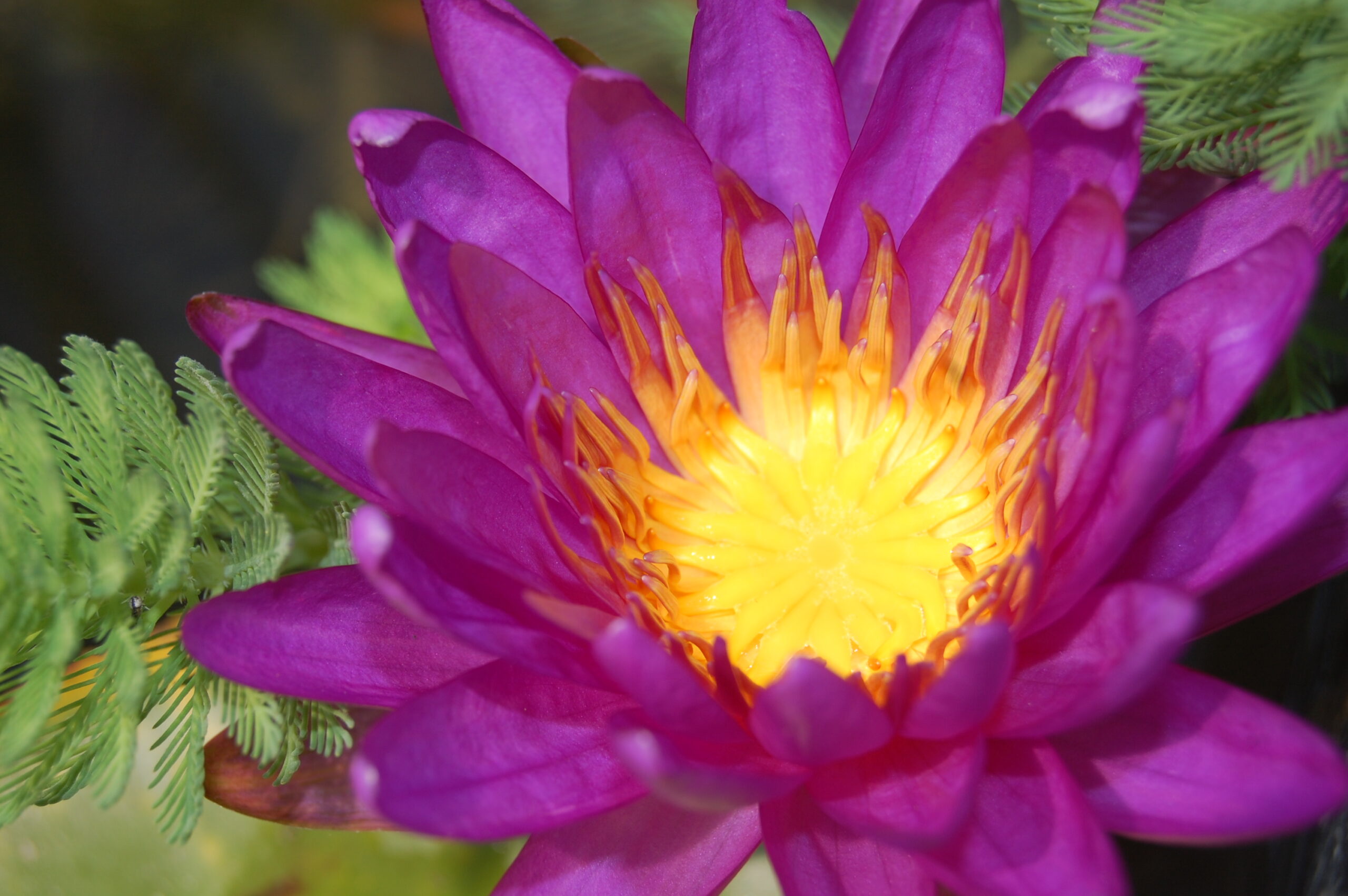 acheter nymphaea Purple Silk for sale buy on line (16)