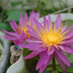 acheter nymphaea Purple Silk for sale buy on line (17)