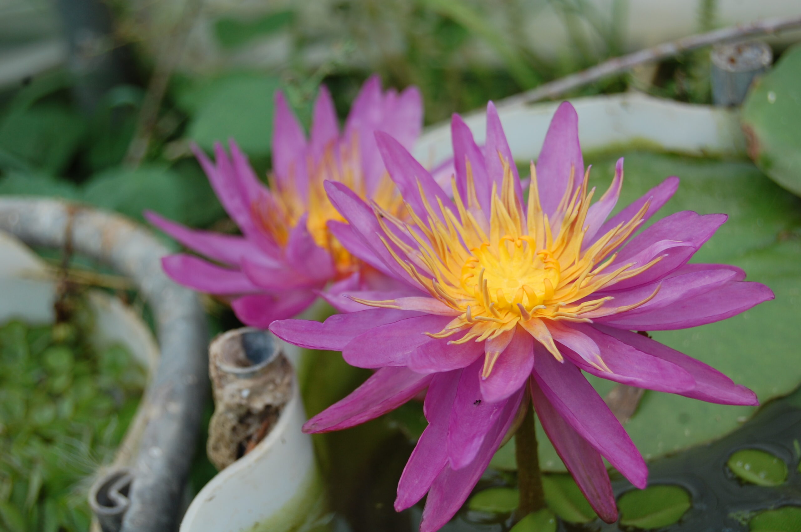 acheter nymphaea Purple Silk for sale buy on line (17)