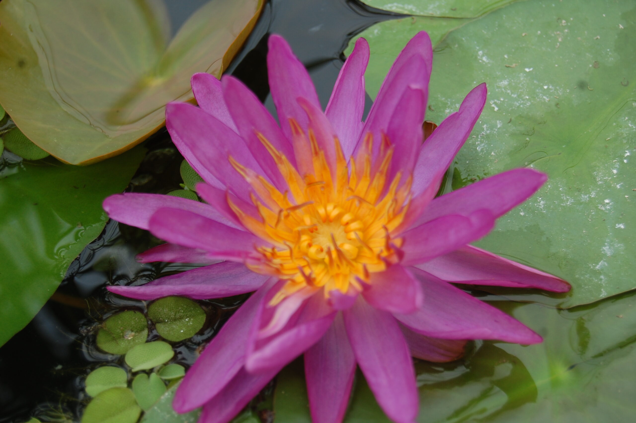 acheter nymphaea Purple Silk for sale buy on line (18)
