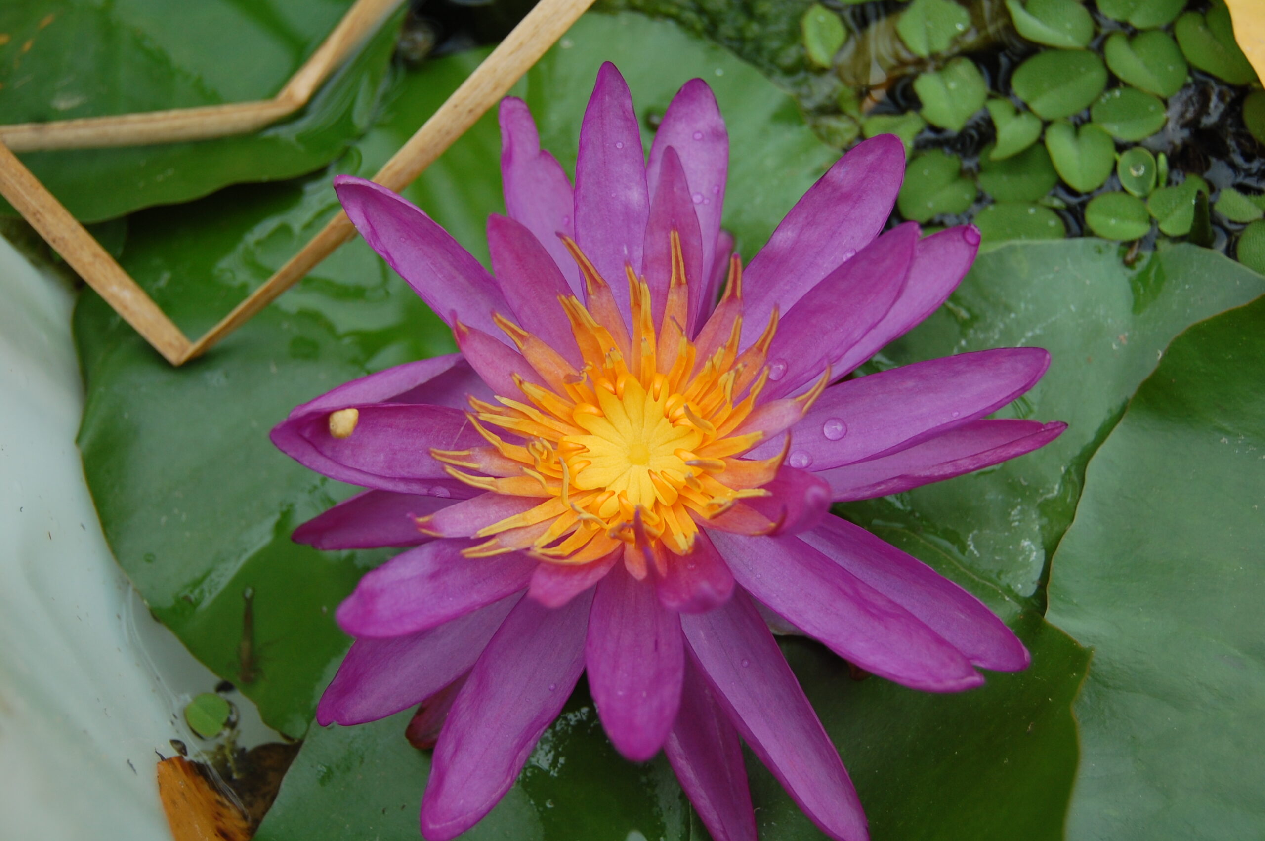 acheter nymphaea Purple Silk for sale buy on line (20)