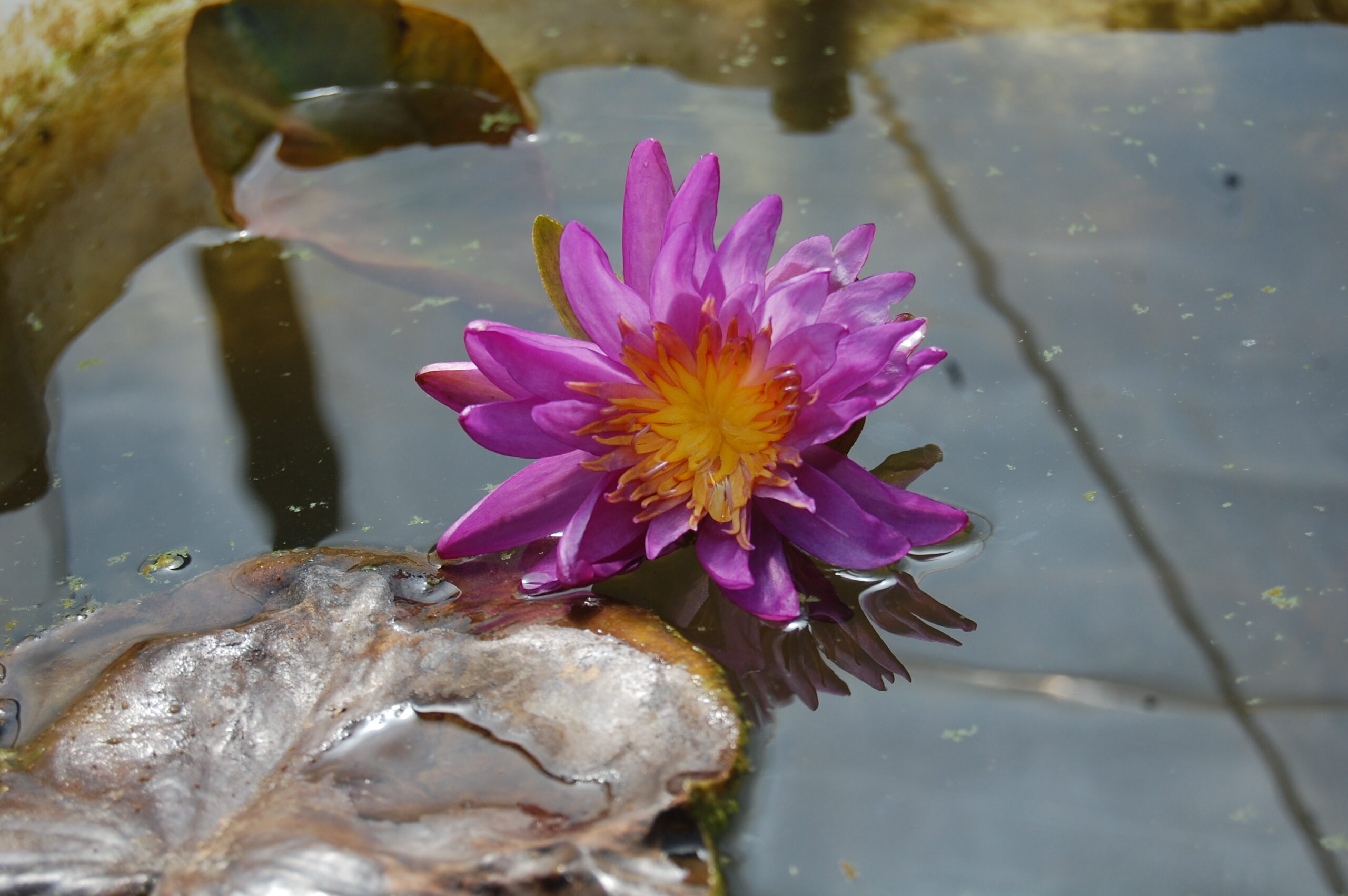 acheter nymphaea Purple Silk for sale buy on line (3)