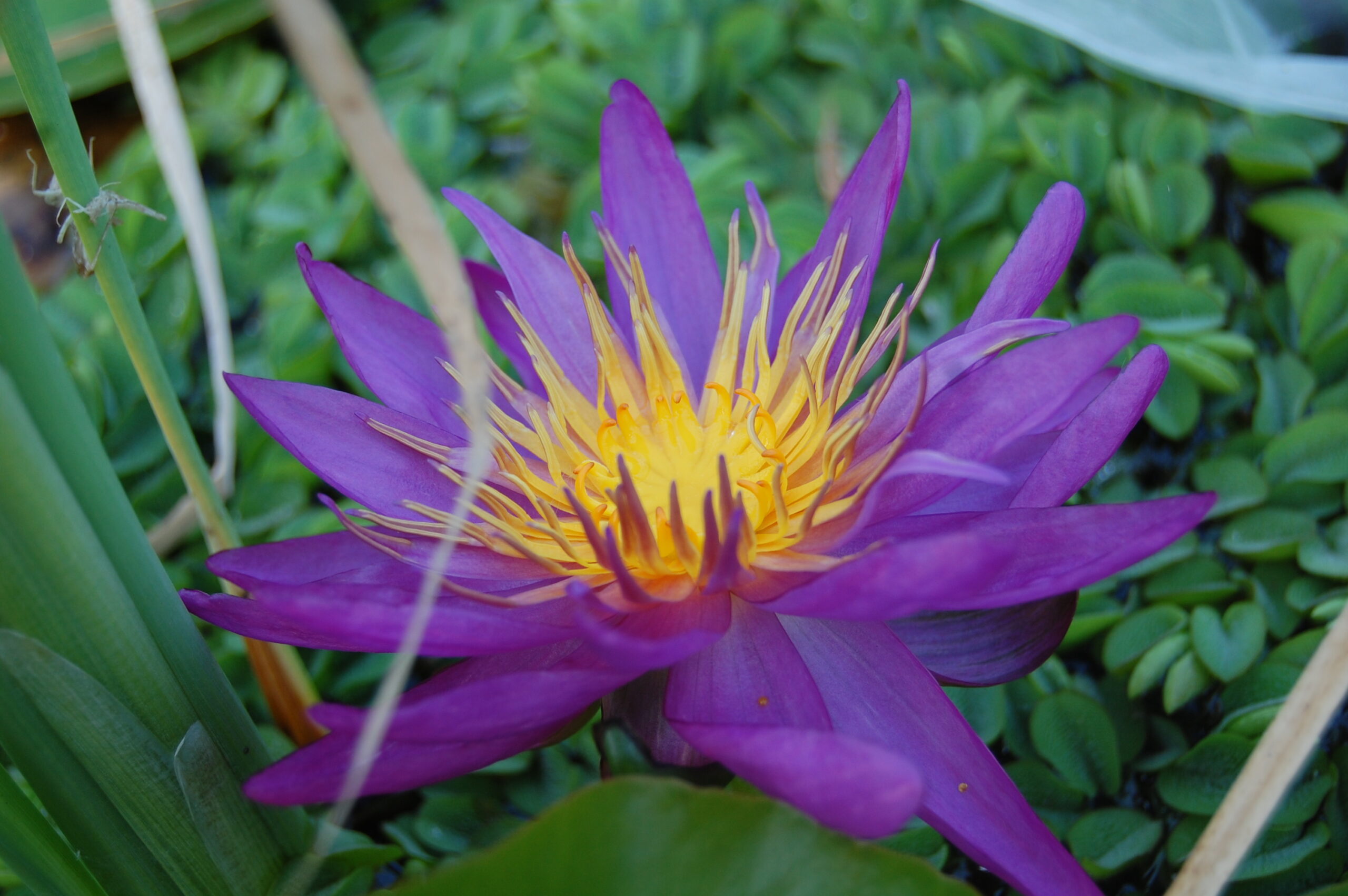 acheter nymphaea Purple Silk for sale buy on line (5)