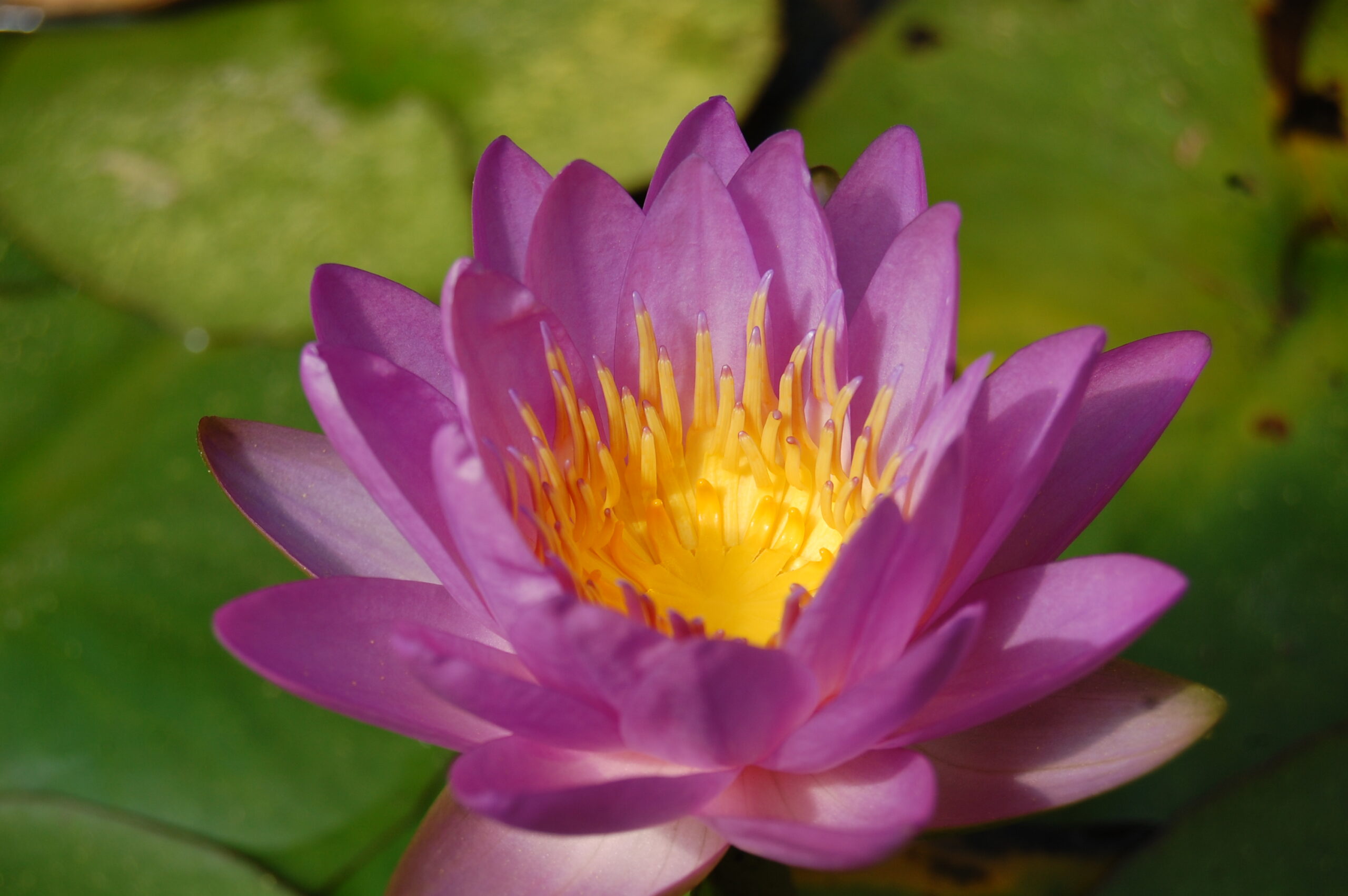 acheter nymphaea Purple Silk for sale buy on line (6)