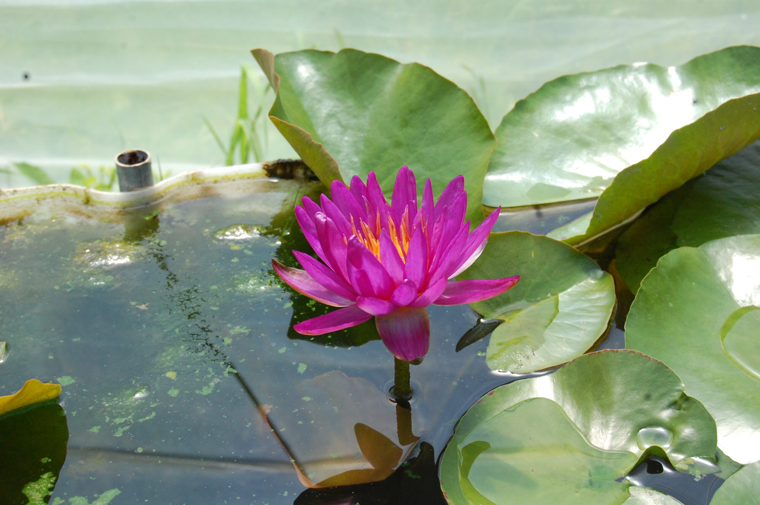 acheter nymphaea Purple Silk for sale buy on line (7)