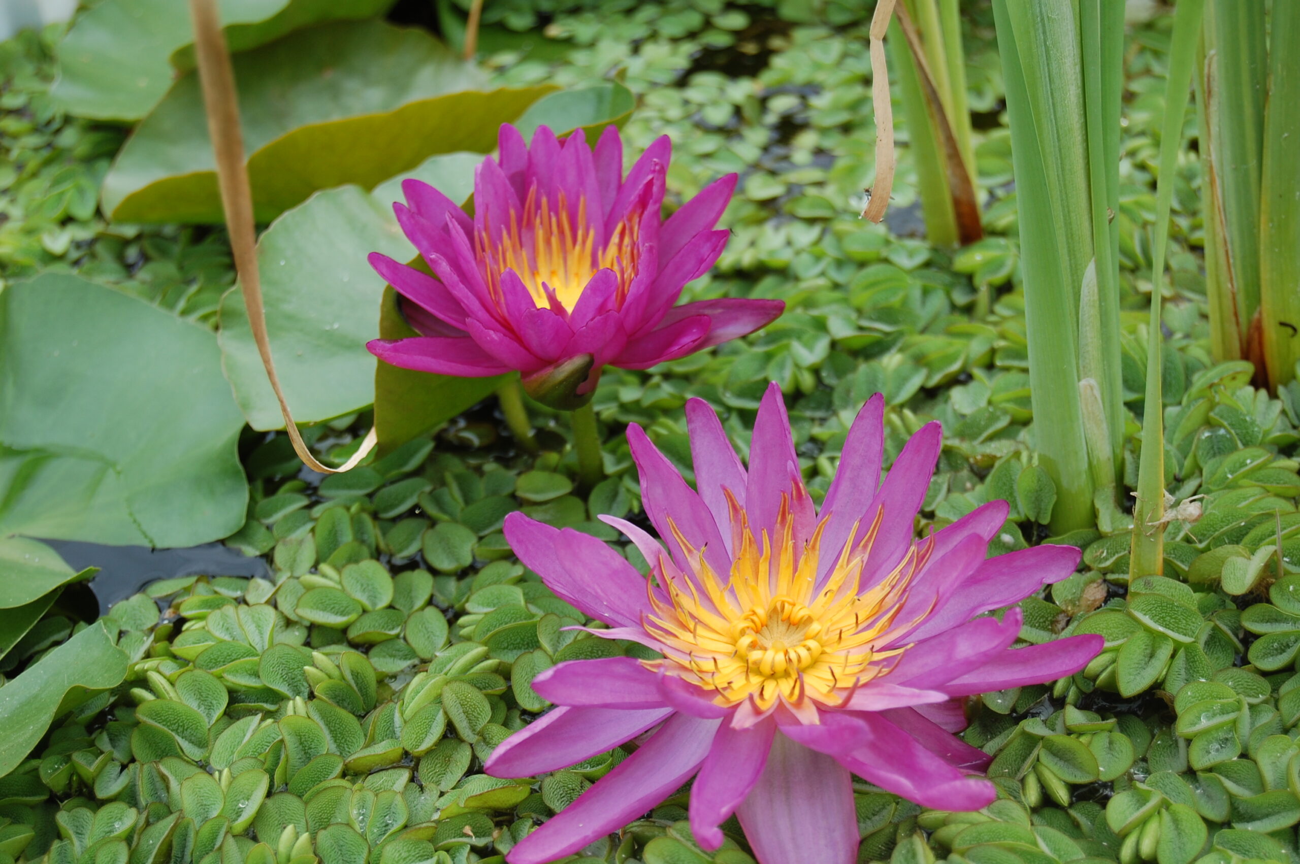 acheter nymphaea Purple Silk for sale buy on line (8)