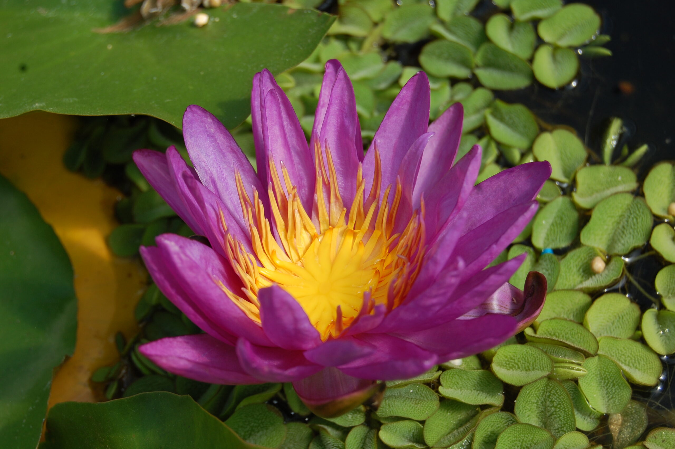 acheter nymphaea Purple Silk for sale buy on line (9)