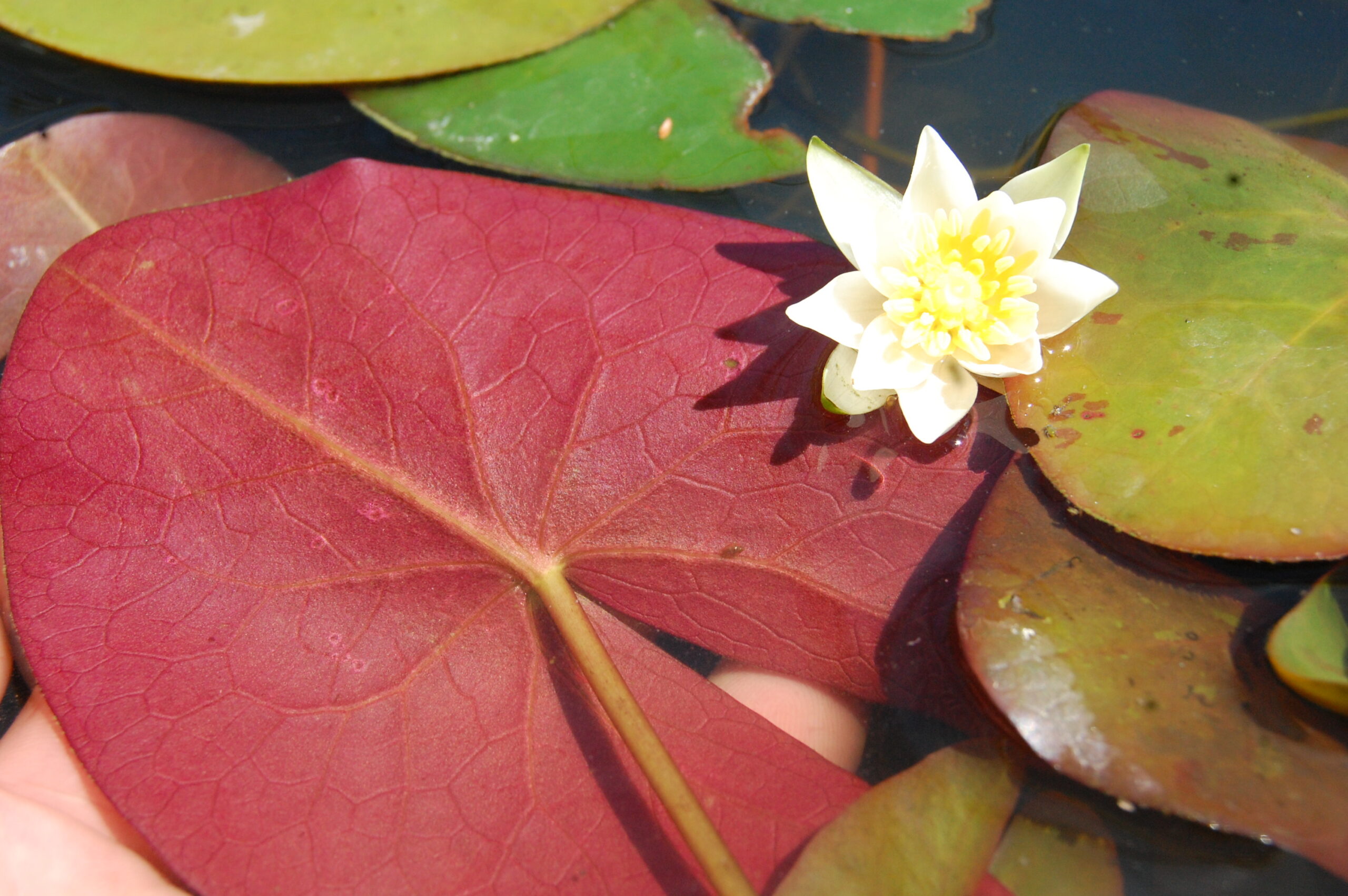 acheter nymphaea Pygmea Alba for sale buy on line (1)