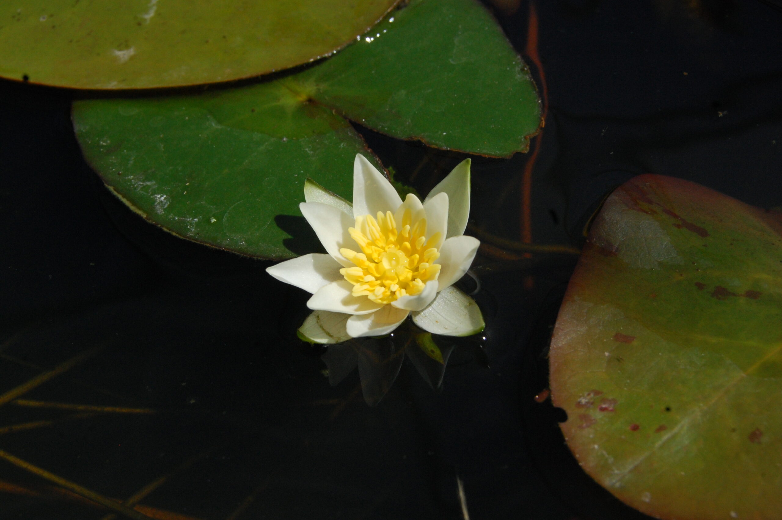 acheter nymphaea Pygmea Alba for sale buy on line (2)