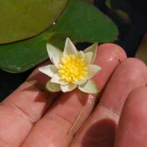 acheter nymphaea Pygmea Alba for sale buy on line (3)
