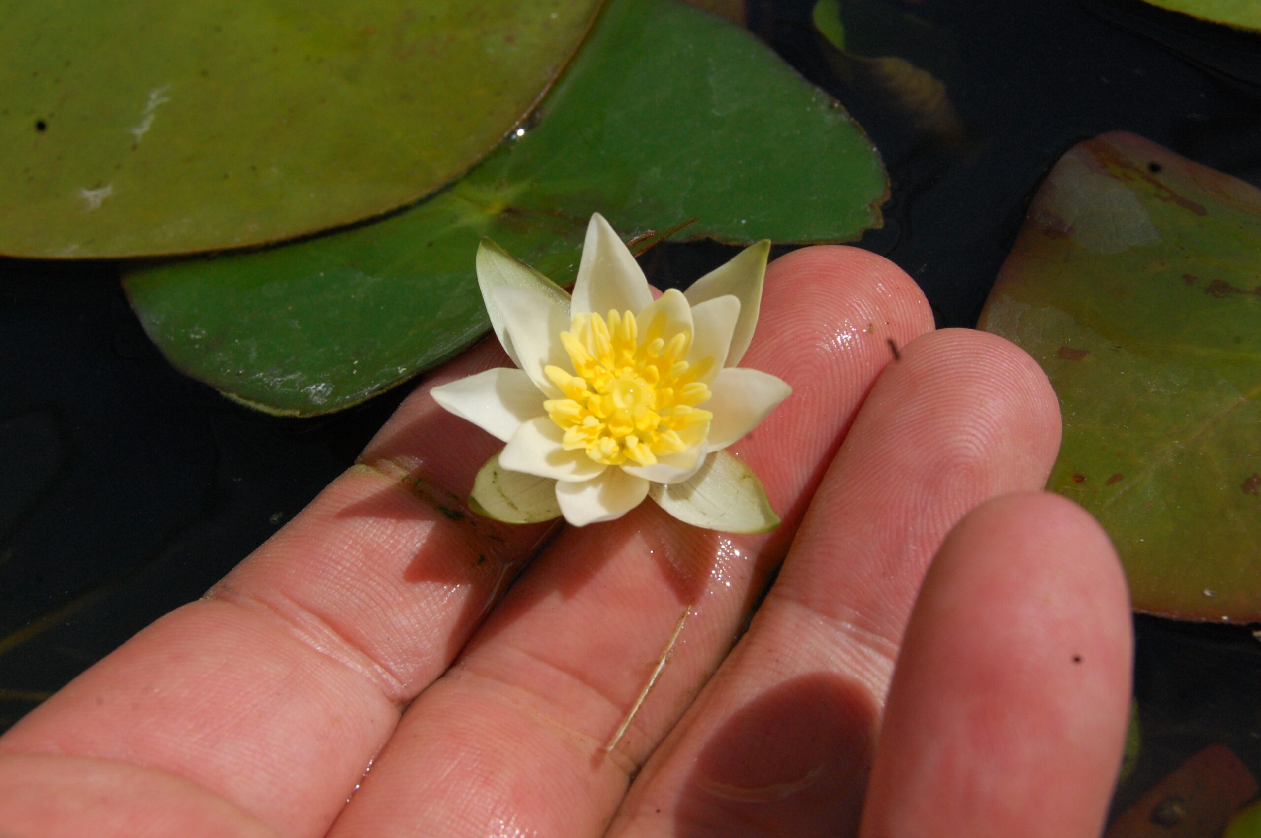 acheter nymphaea Pygmea Alba for sale buy on line (3)