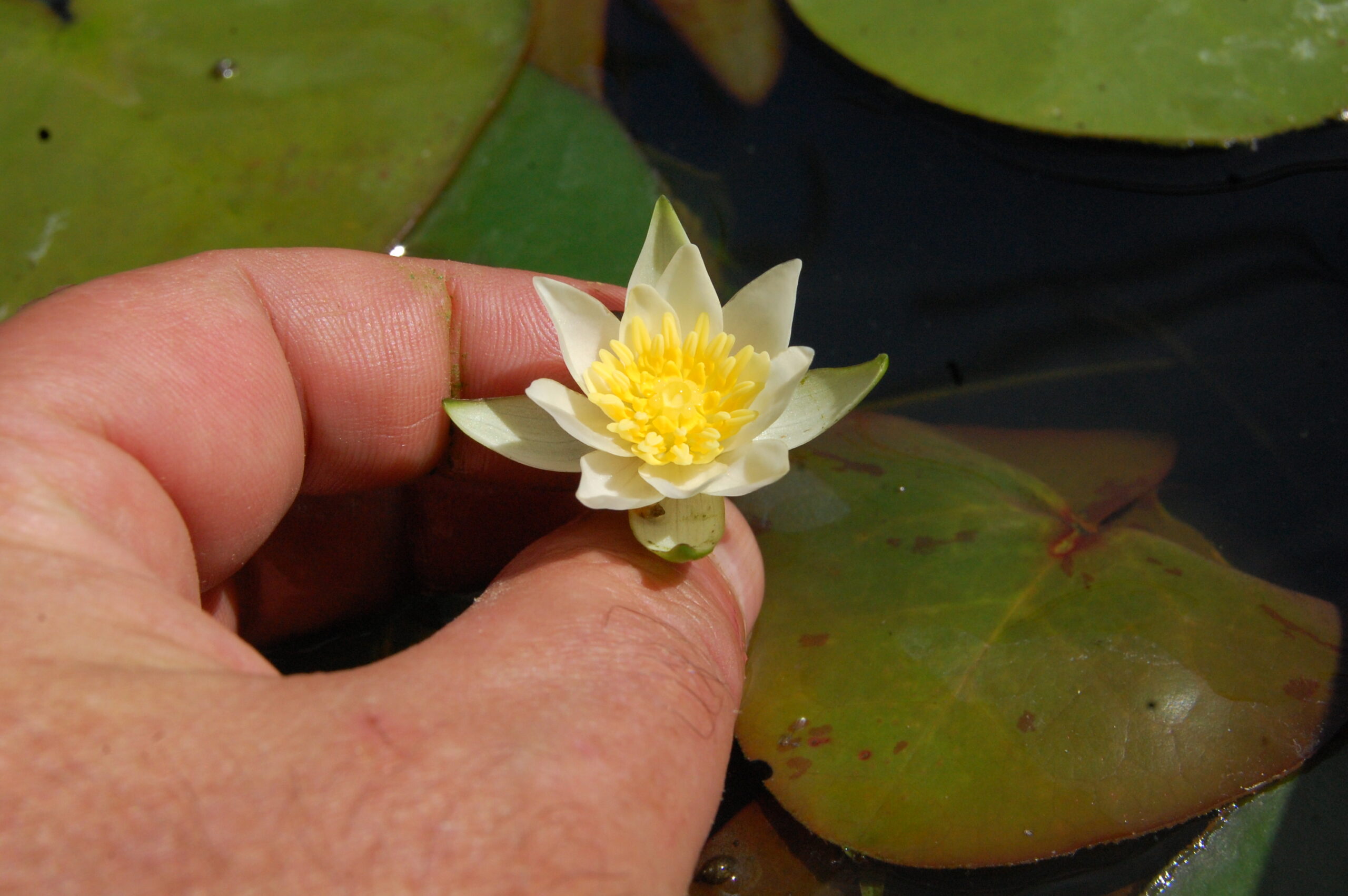 acheter nymphaea Pygmea Alba for sale buy on line (4)