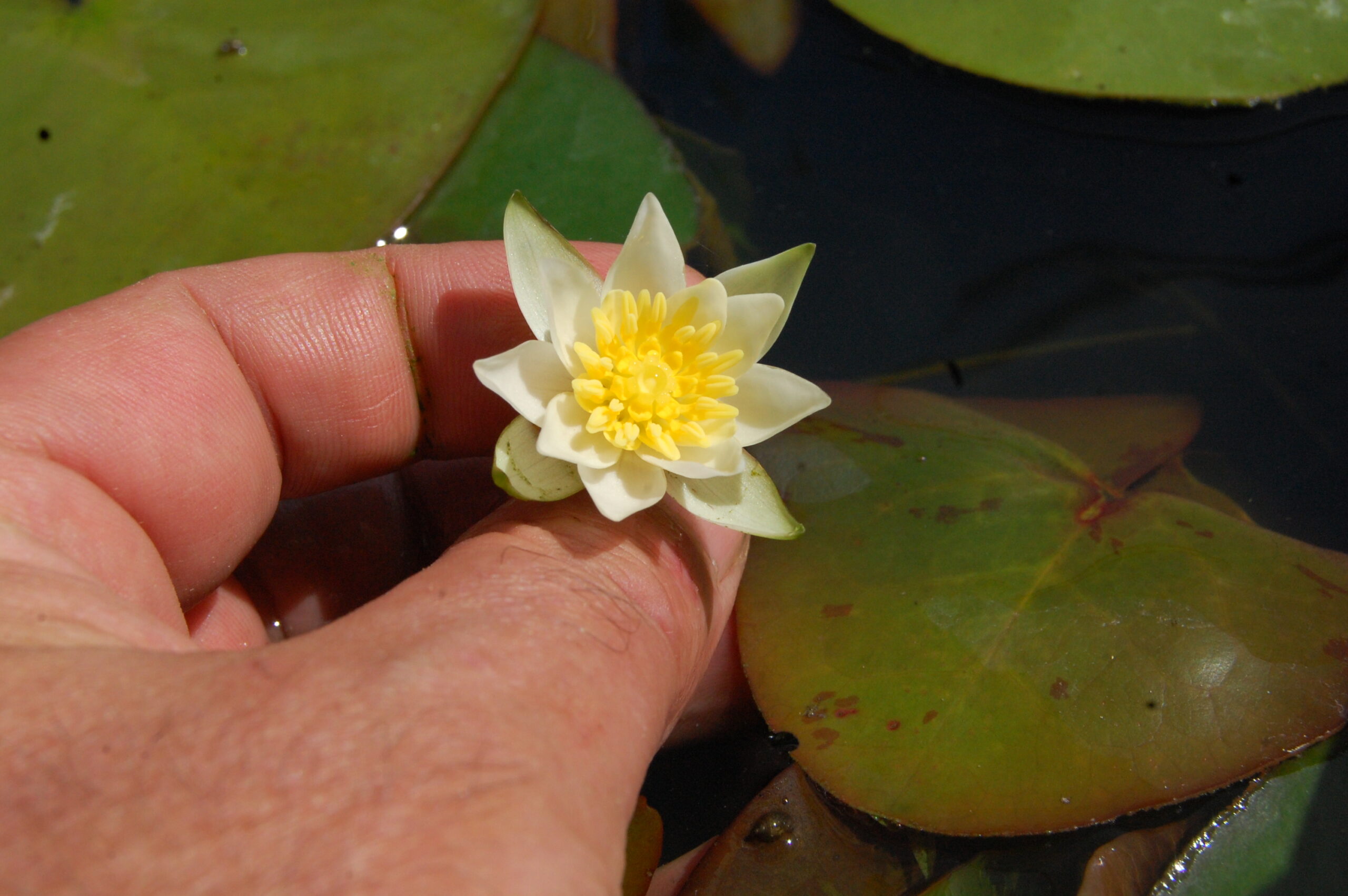 acheter nymphaea Pygmea Alba for sale buy on line (5)