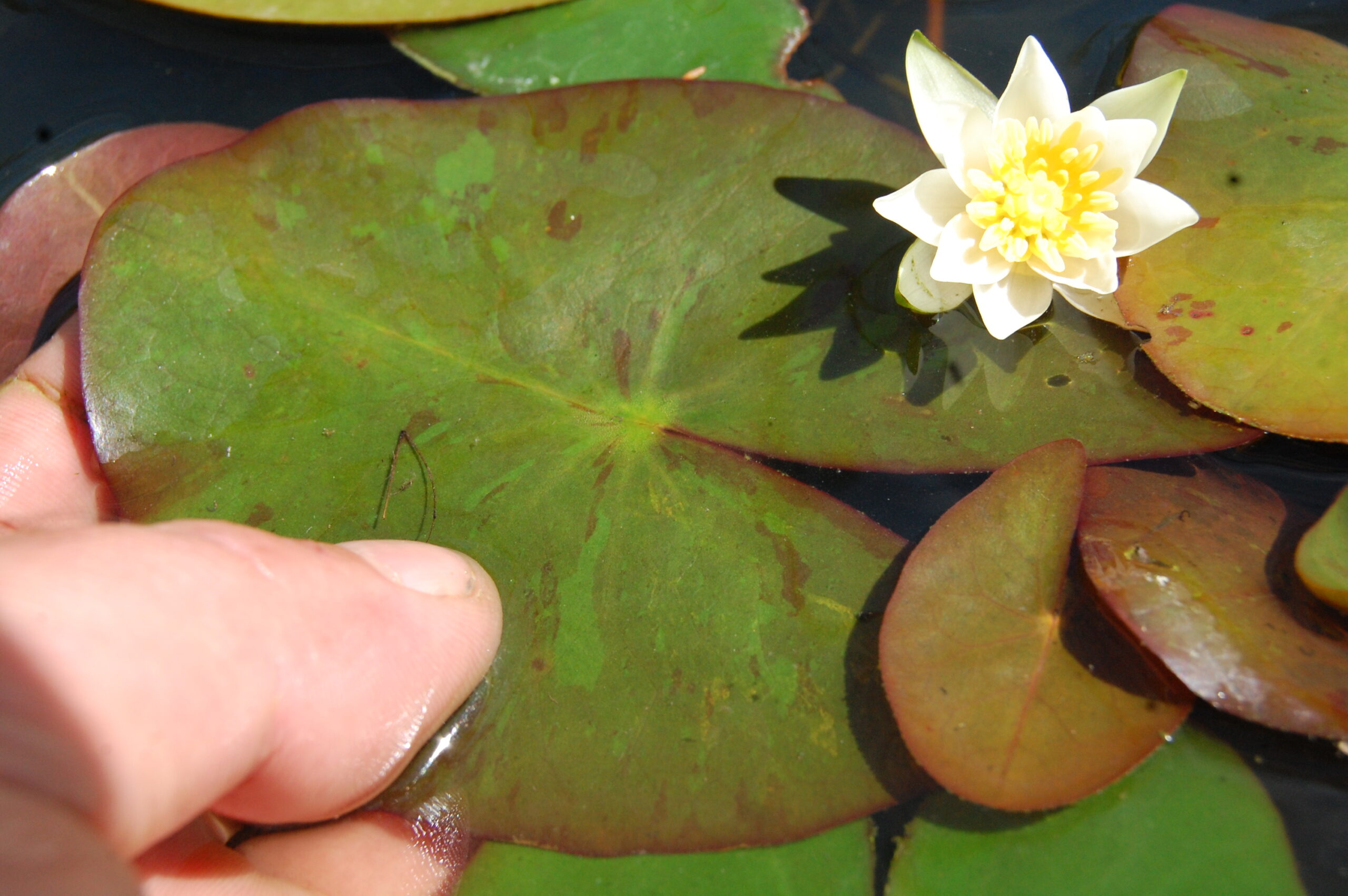 acheter nymphaea Pygmea Alba for sale buy on line (6)