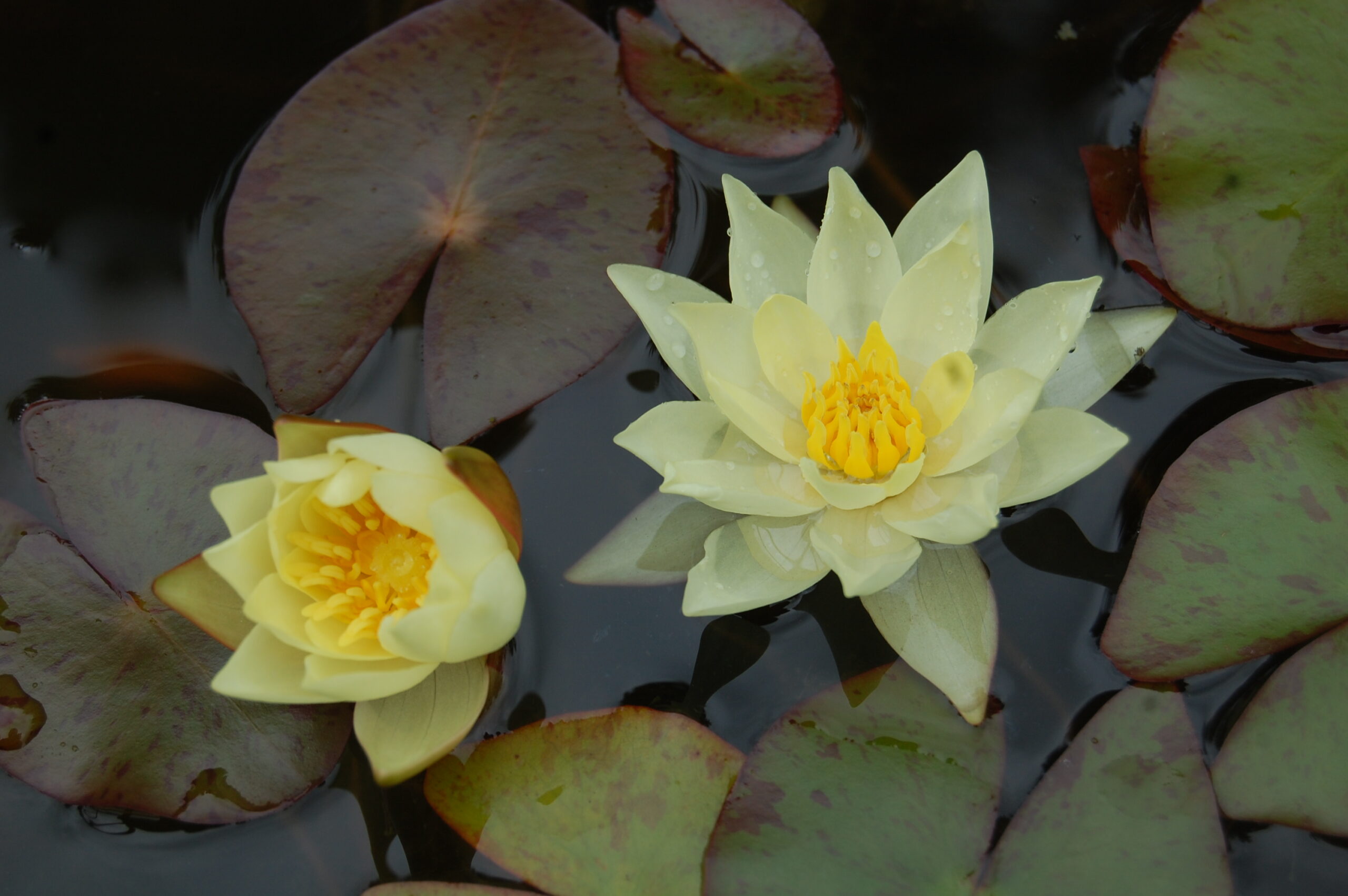 acheter nymphaea Pygmea Helvola for sale buy on line (13)
