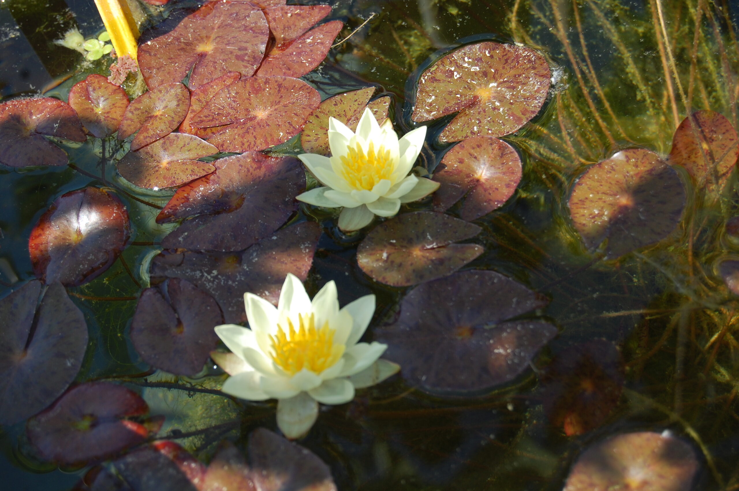 acheter nymphaea Pygmea Helvola for sale buy on line (22)