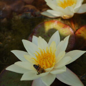 acheter nymphaea Pygmea Helvola for sale buy on line (24)