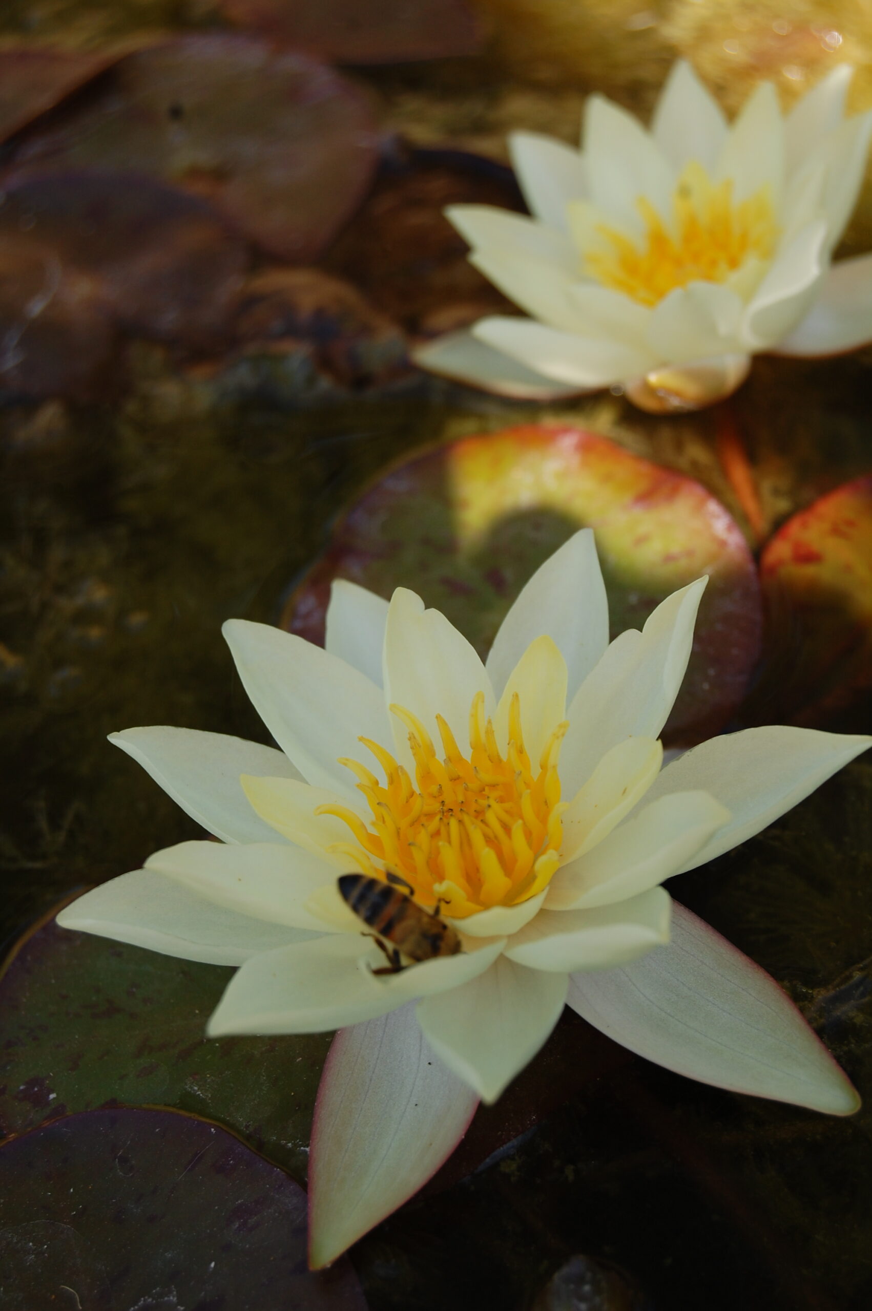acheter nymphaea Pygmea Helvola for sale buy on line (24)