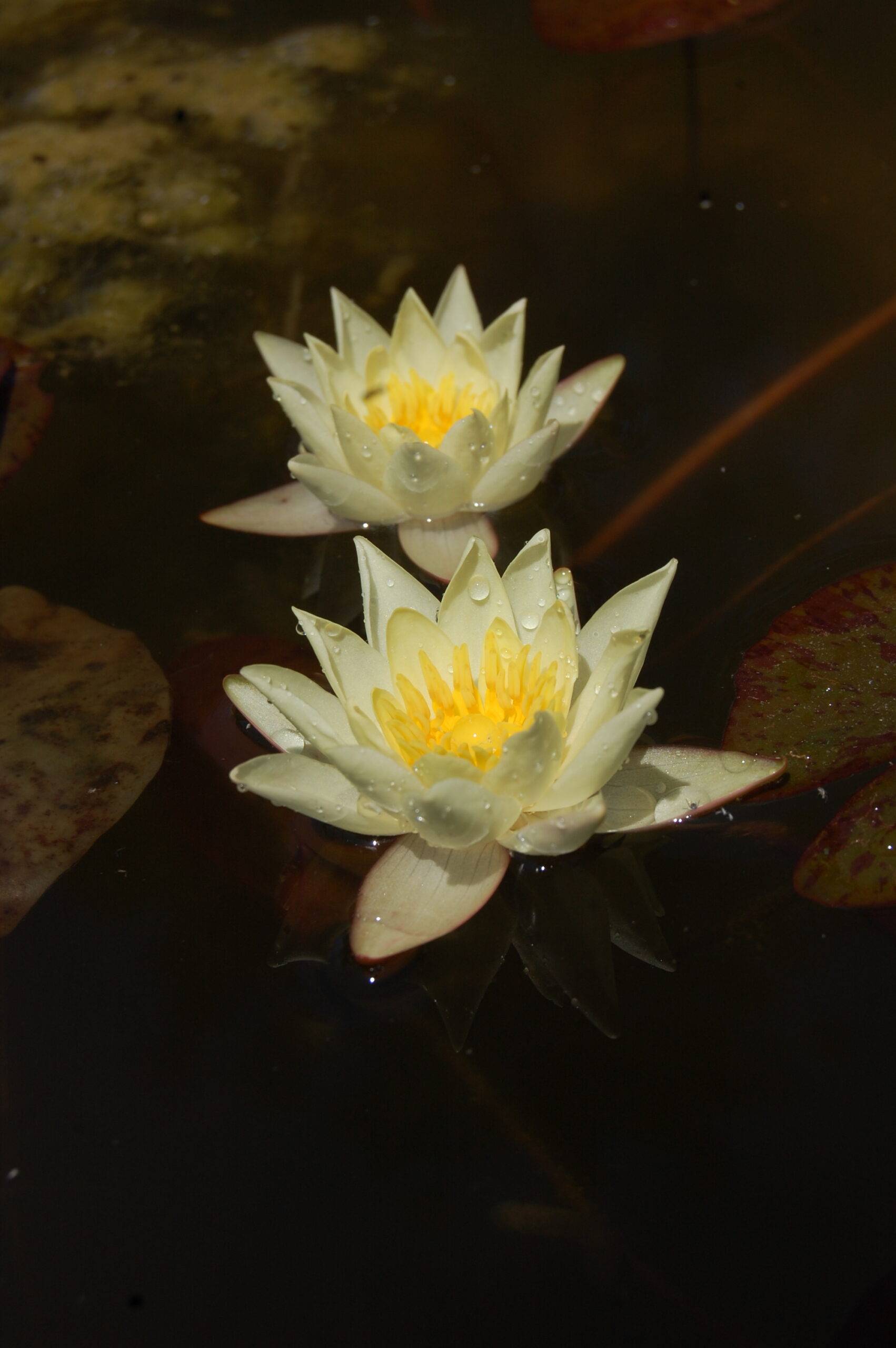 acheter nymphaea Pygmea Helvola for sale buy on line (28)