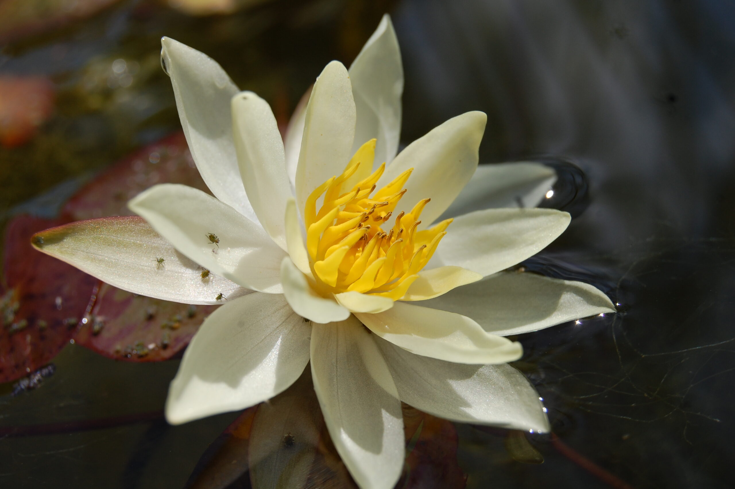 acheter nymphaea Pygmea Helvola for sale buy on line (33)