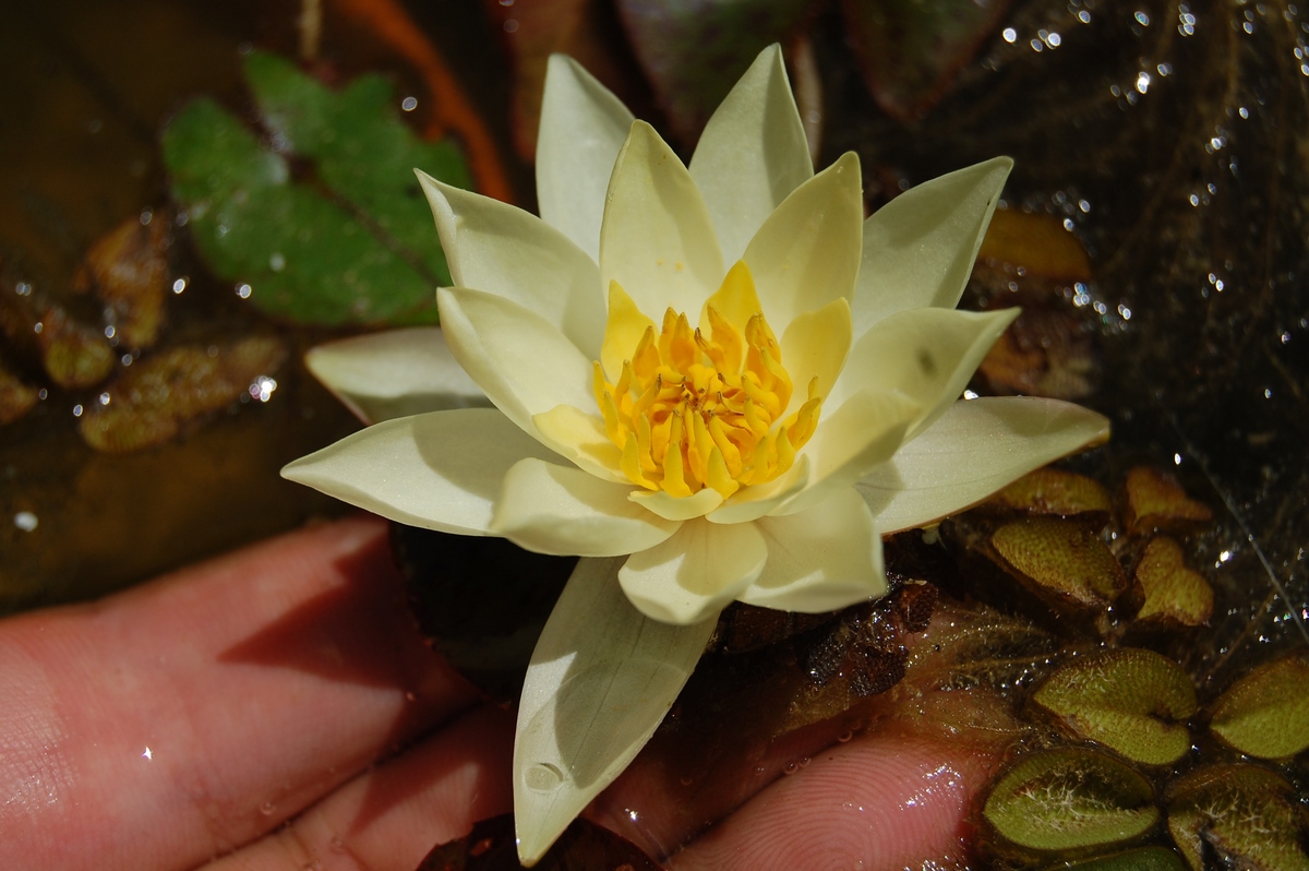 acheter nymphaea Pygmea Helvola for sale buy on line (39)