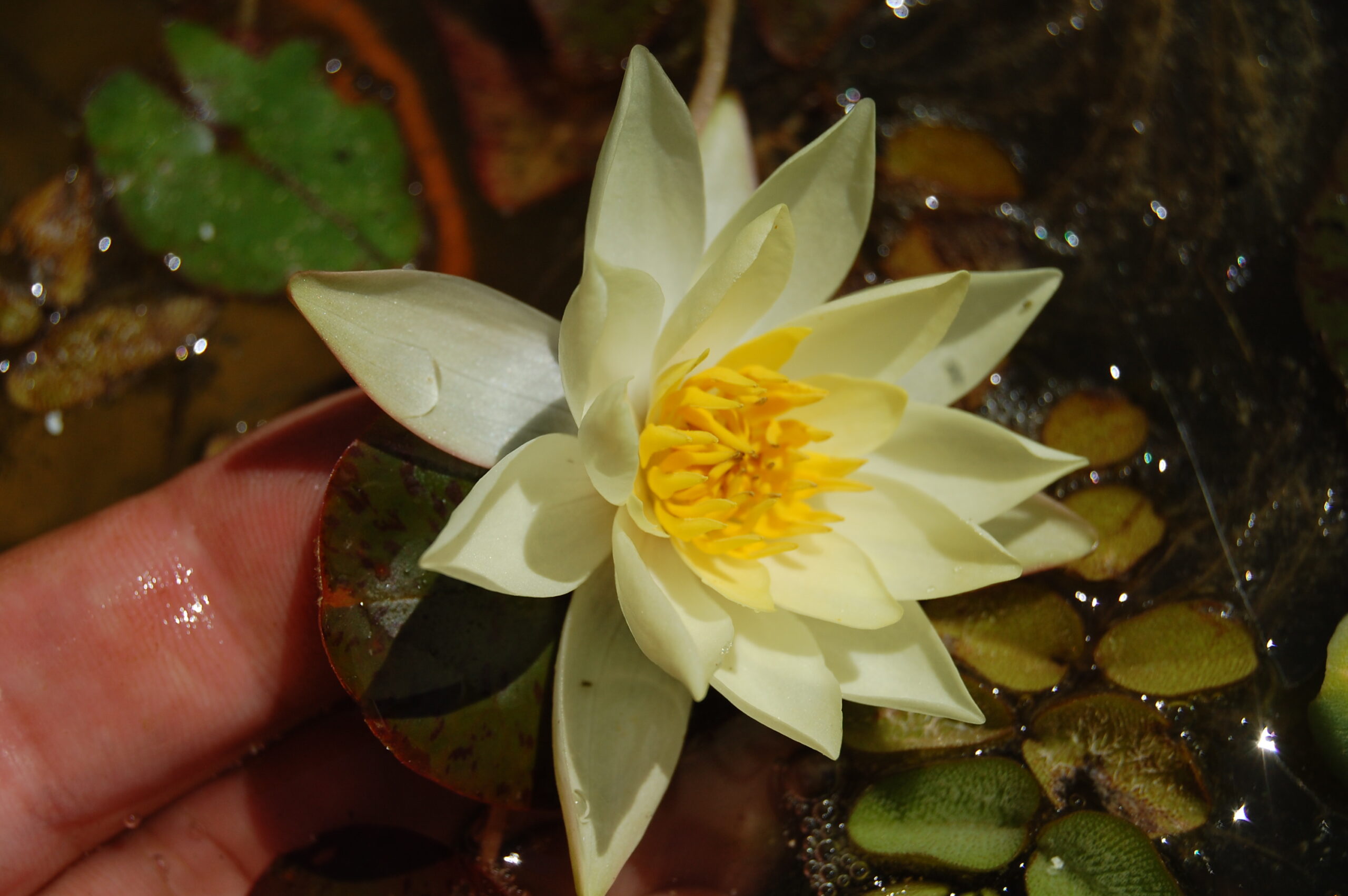 acheter nymphaea Pygmea Helvola for sale buy on line (42)