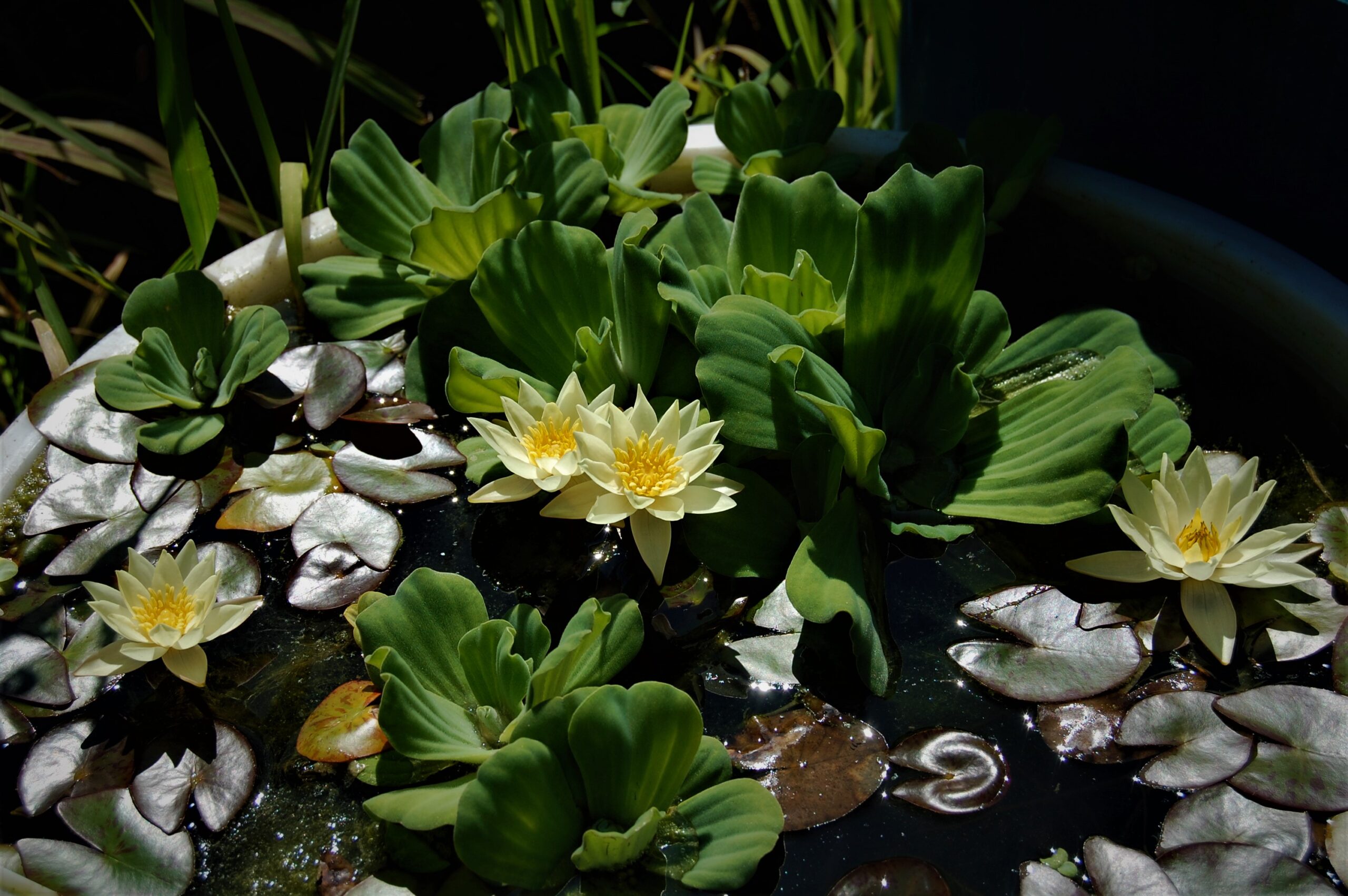 acheter nymphaea Pygmea Helvola for sale buy on line (53)