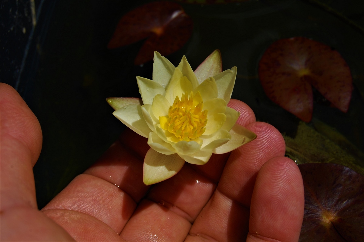 acheter nymphaea Pygmea Helvola for sale buy on line (69)