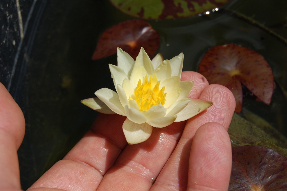 acheter nymphaea Pygmea Helvola for sale buy on line (75)