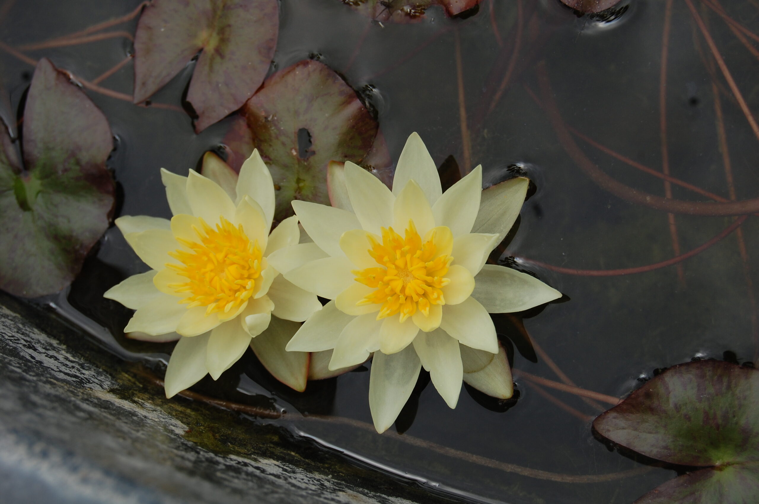 acheter nymphaea Pygmea Helvola for sale buy on line (9)