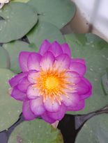 acheter nymphaea Queen Sirikit for sale buy on line (1)