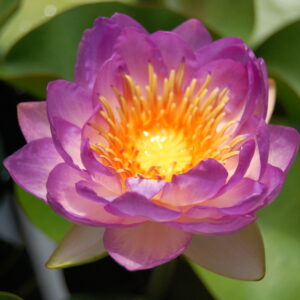 acheter nymphaea Queen Sirikit for sale buy on line (12)