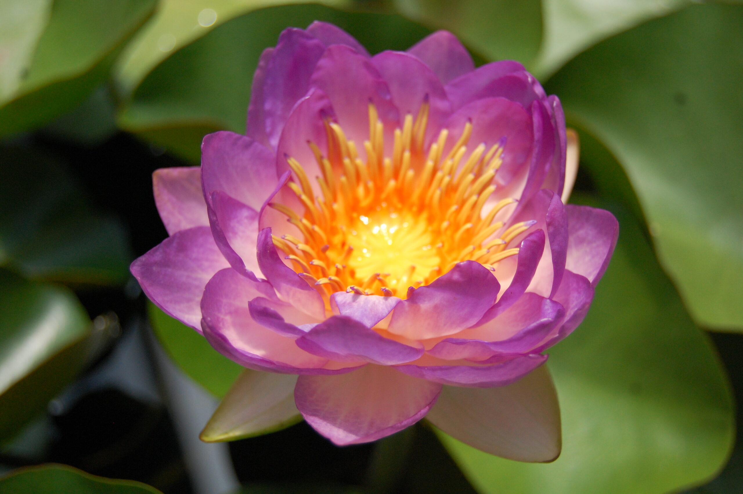 acheter nymphaea Queen Sirikit for sale buy on line (12)