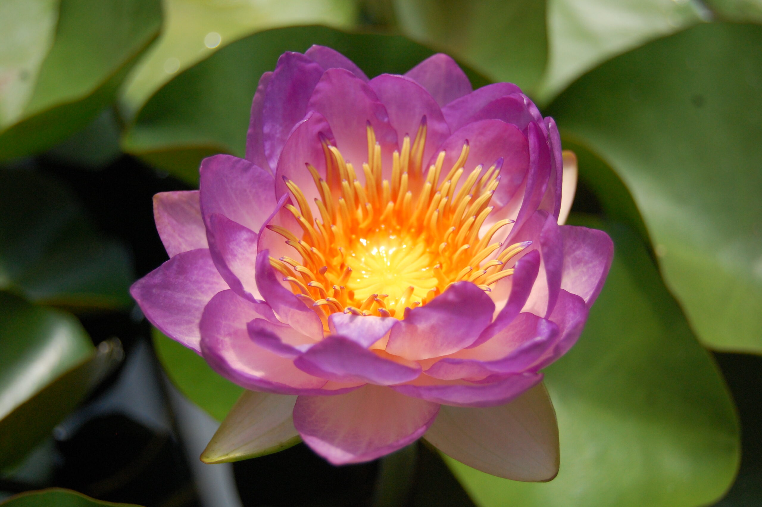 acheter nymphaea Queen Sirikit for sale buy on line (13)