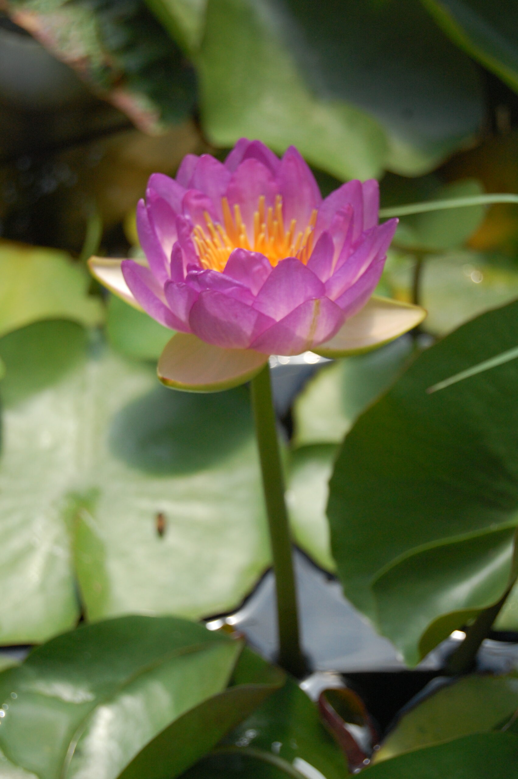 acheter nymphaea Queen Sirikit for sale buy on line (15)
