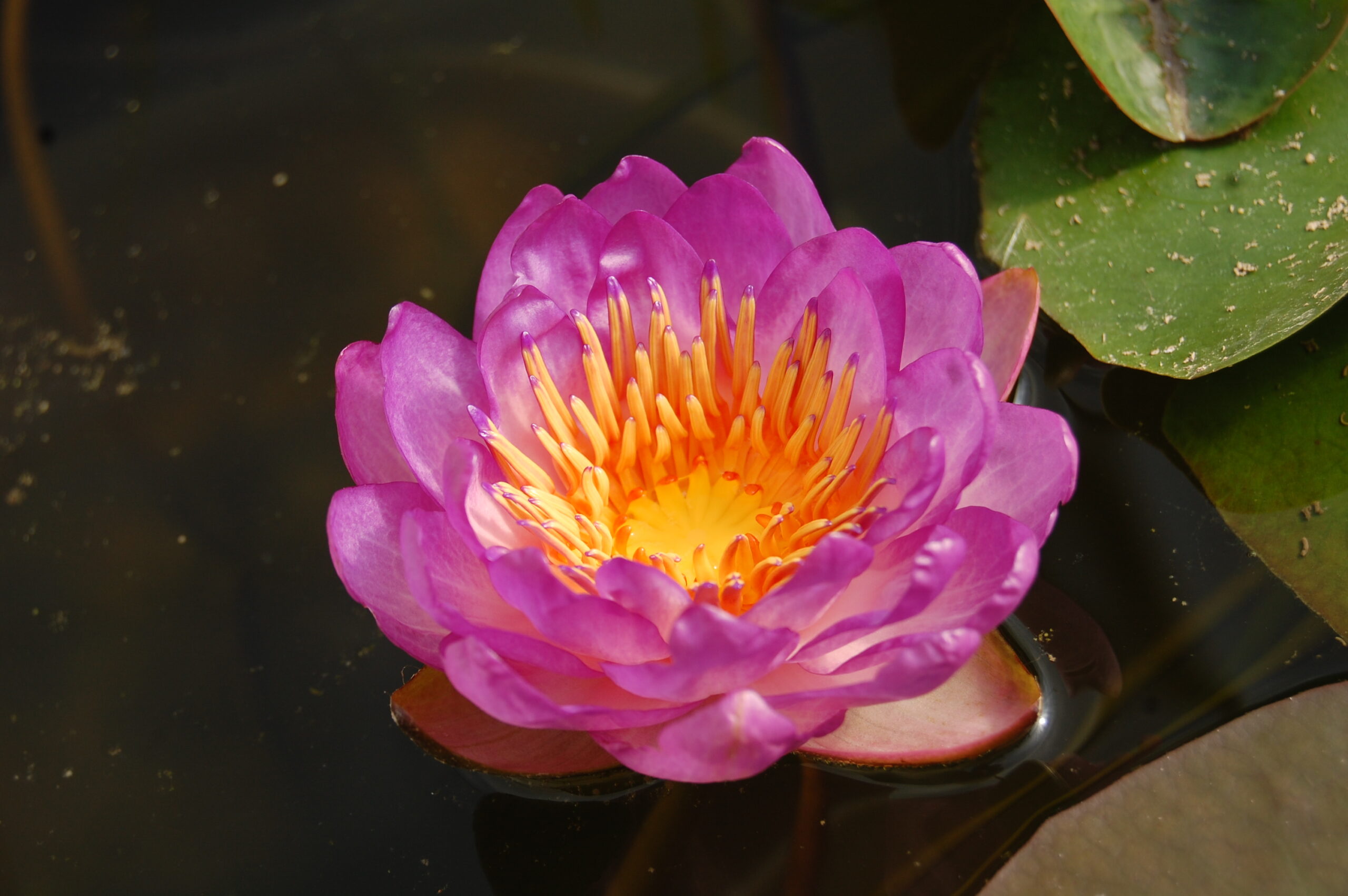 acheter nymphaea Queen Sirikit for sale buy on line (16)