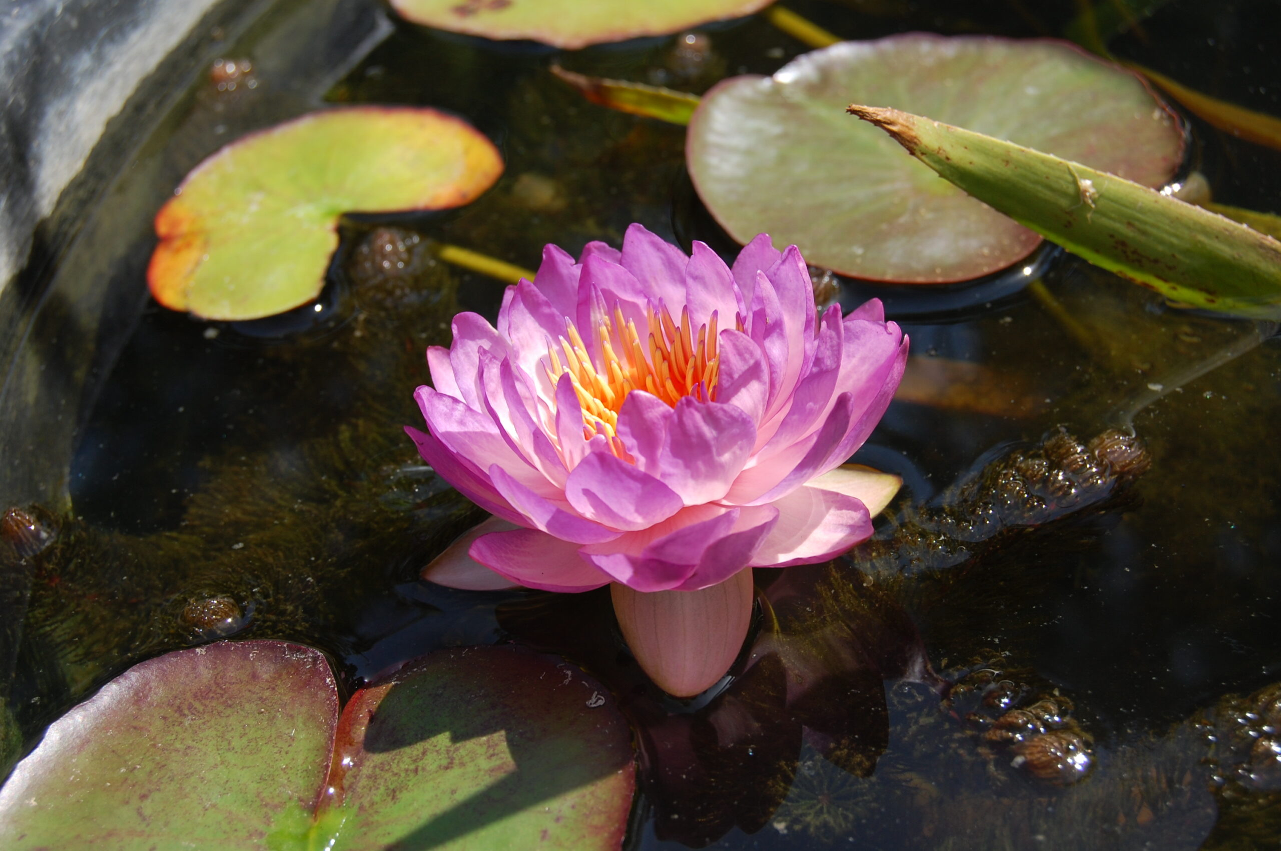 acheter nymphaea Queen Sirikit for sale buy on line (17)