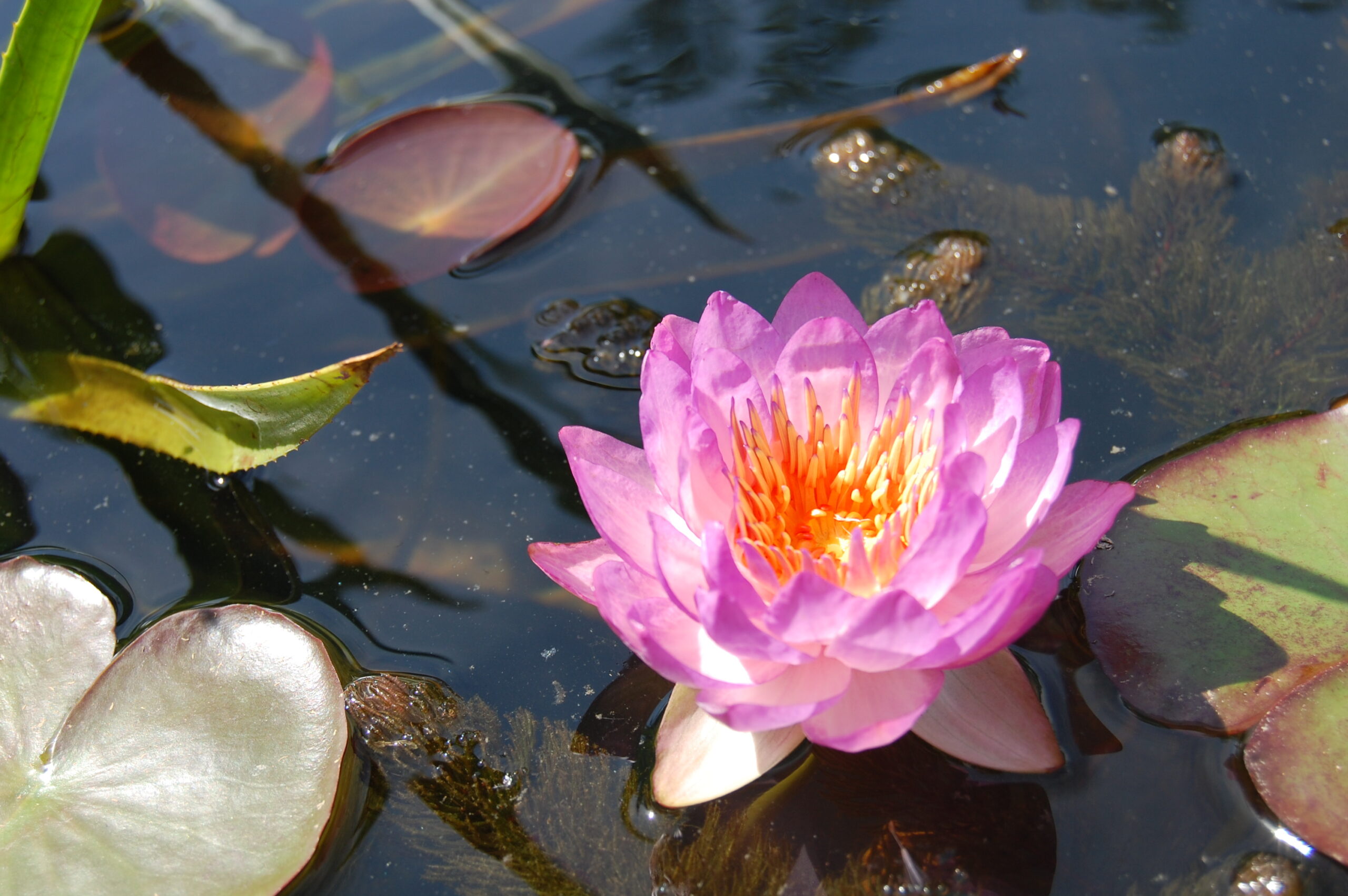 acheter nymphaea Queen Sirikit for sale buy on line (18)