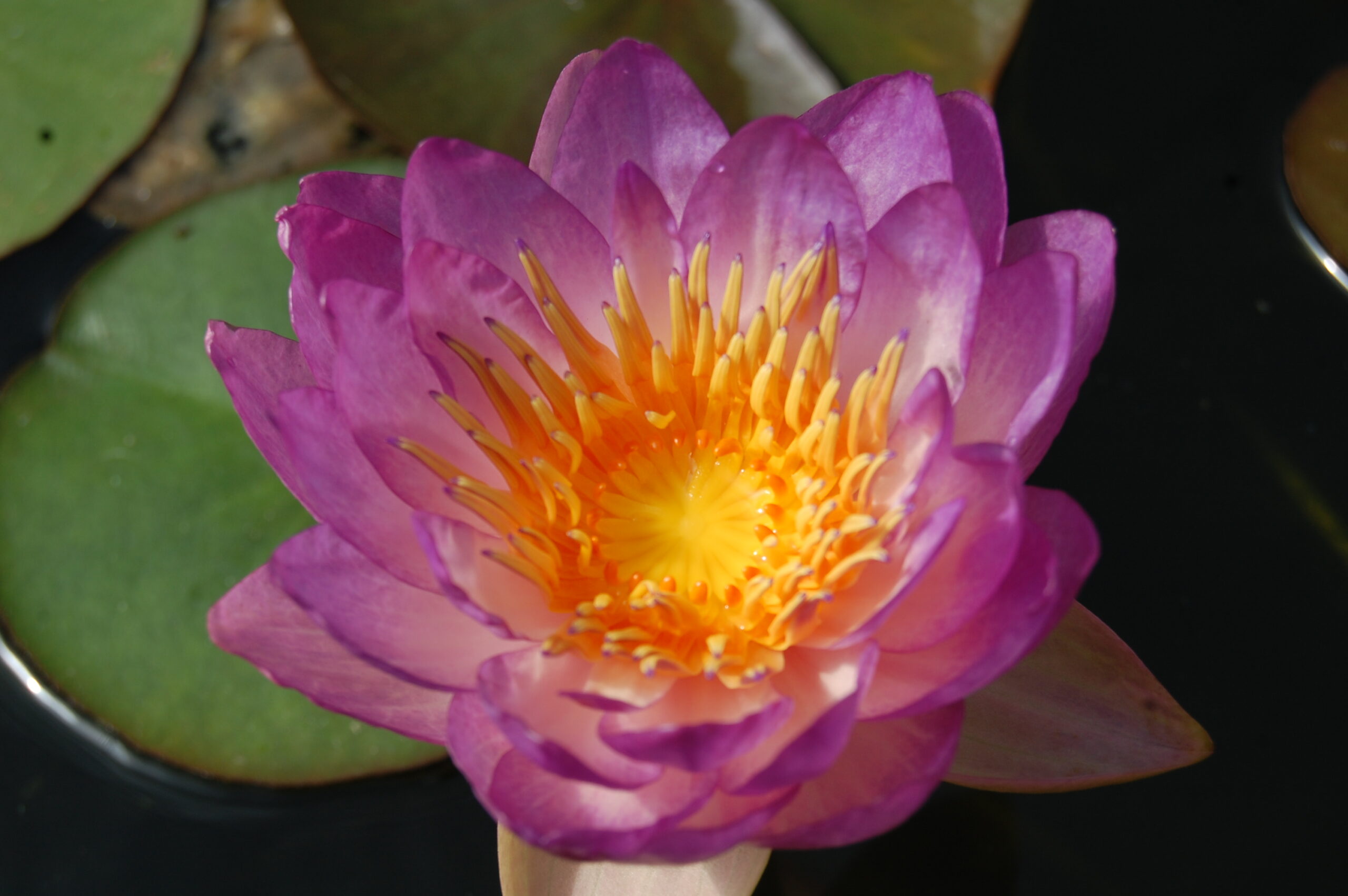 acheter nymphaea Queen Sirikit for sale buy on line (2)