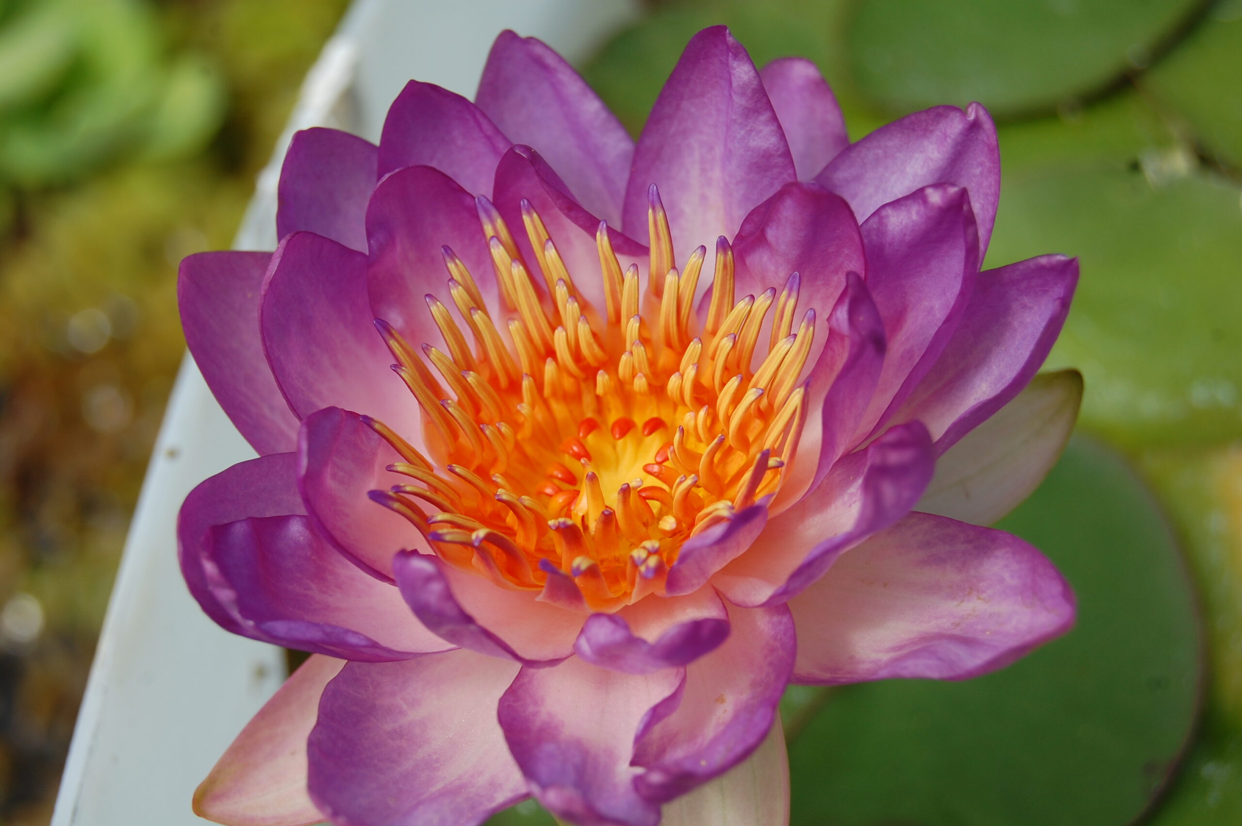 acheter nymphaea Queen Sirikit for sale buy on line (3)