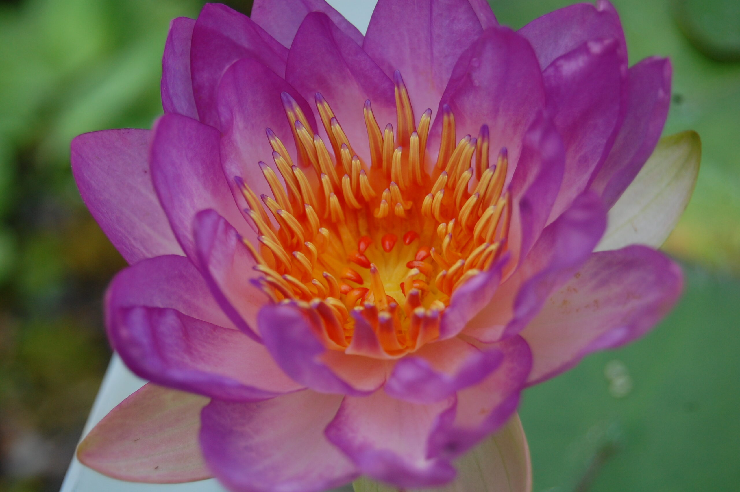 acheter nymphaea Queen Sirikit for sale buy on line (4)