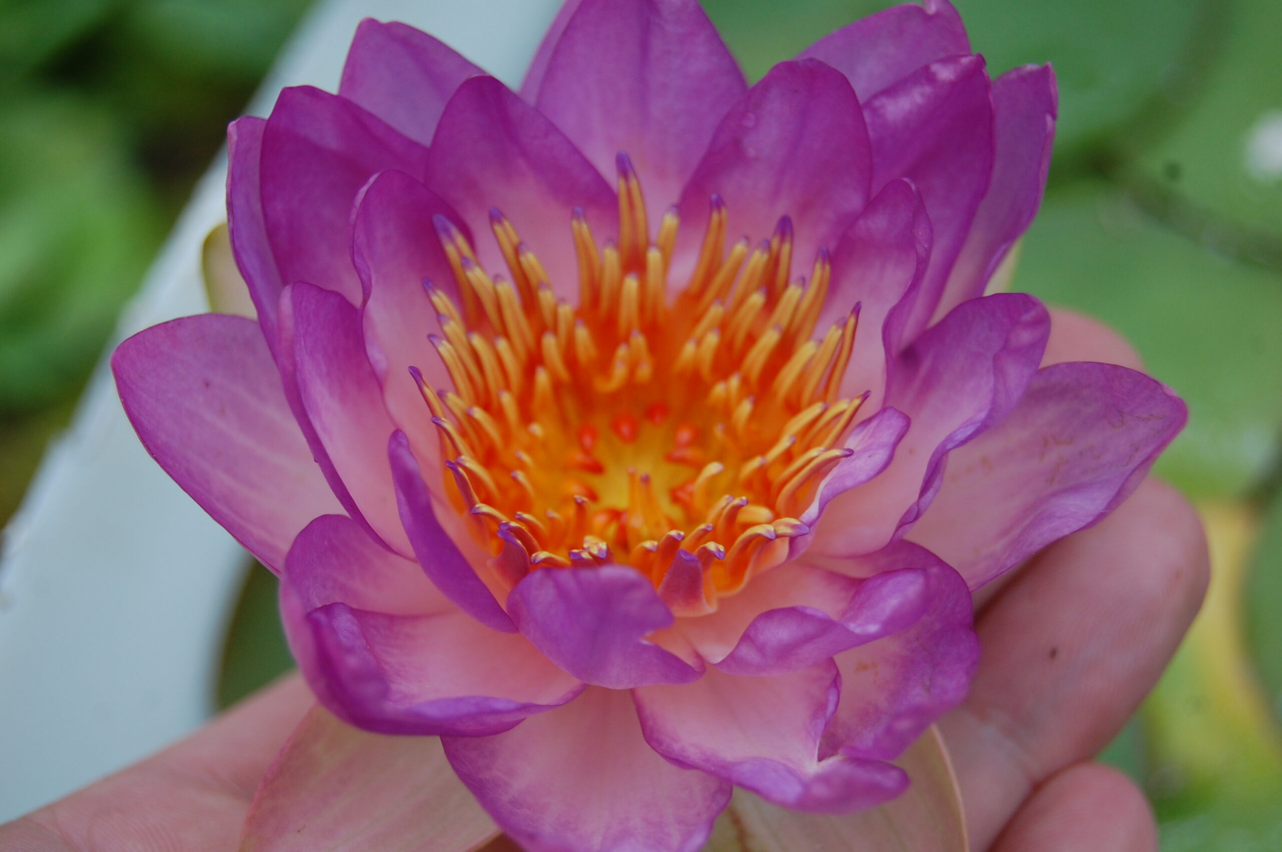 acheter nymphaea Queen Sirikit for sale buy on line (6)