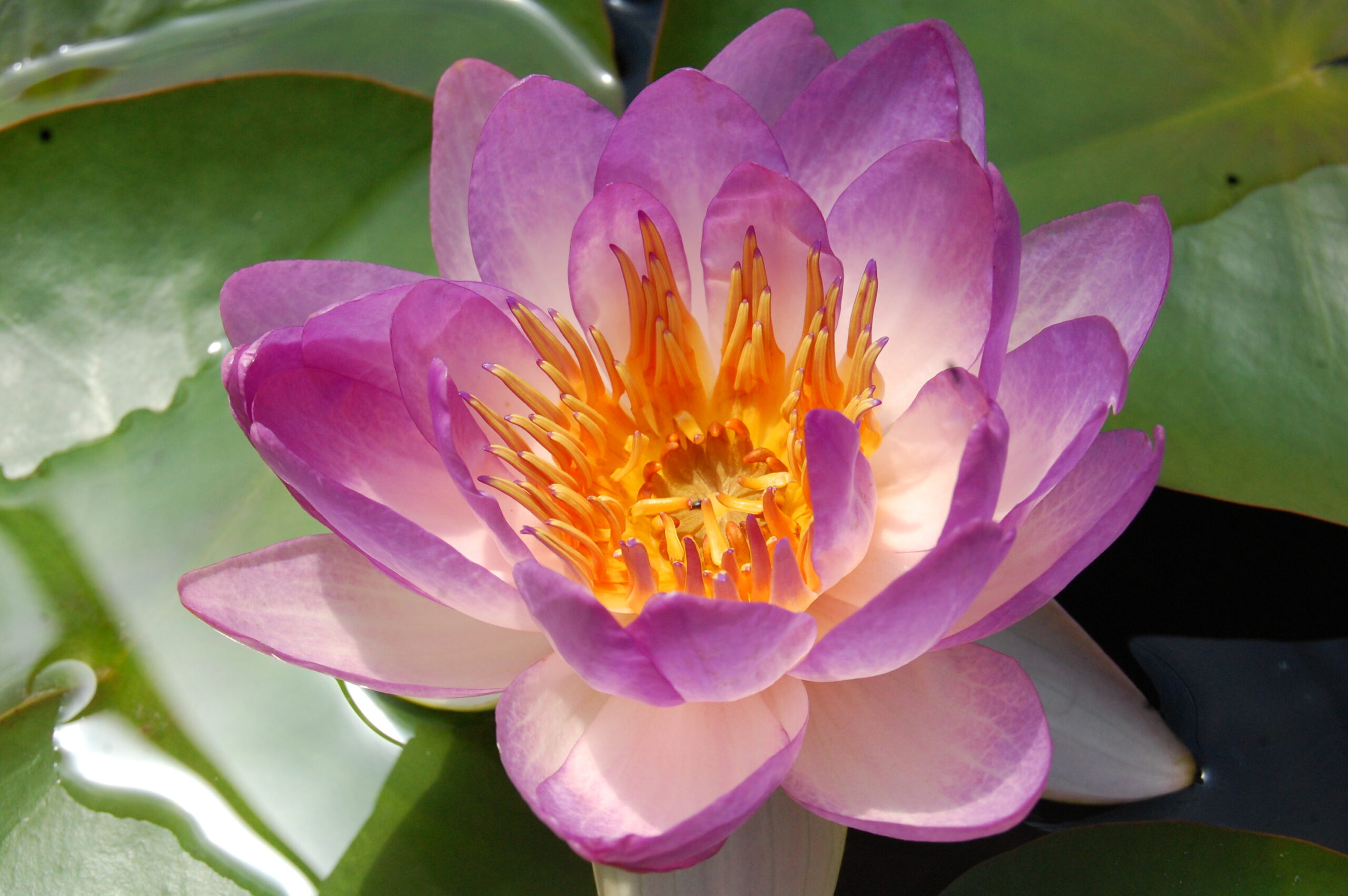 acheter nymphaea Queen Sirikit for sale buy on line (8)