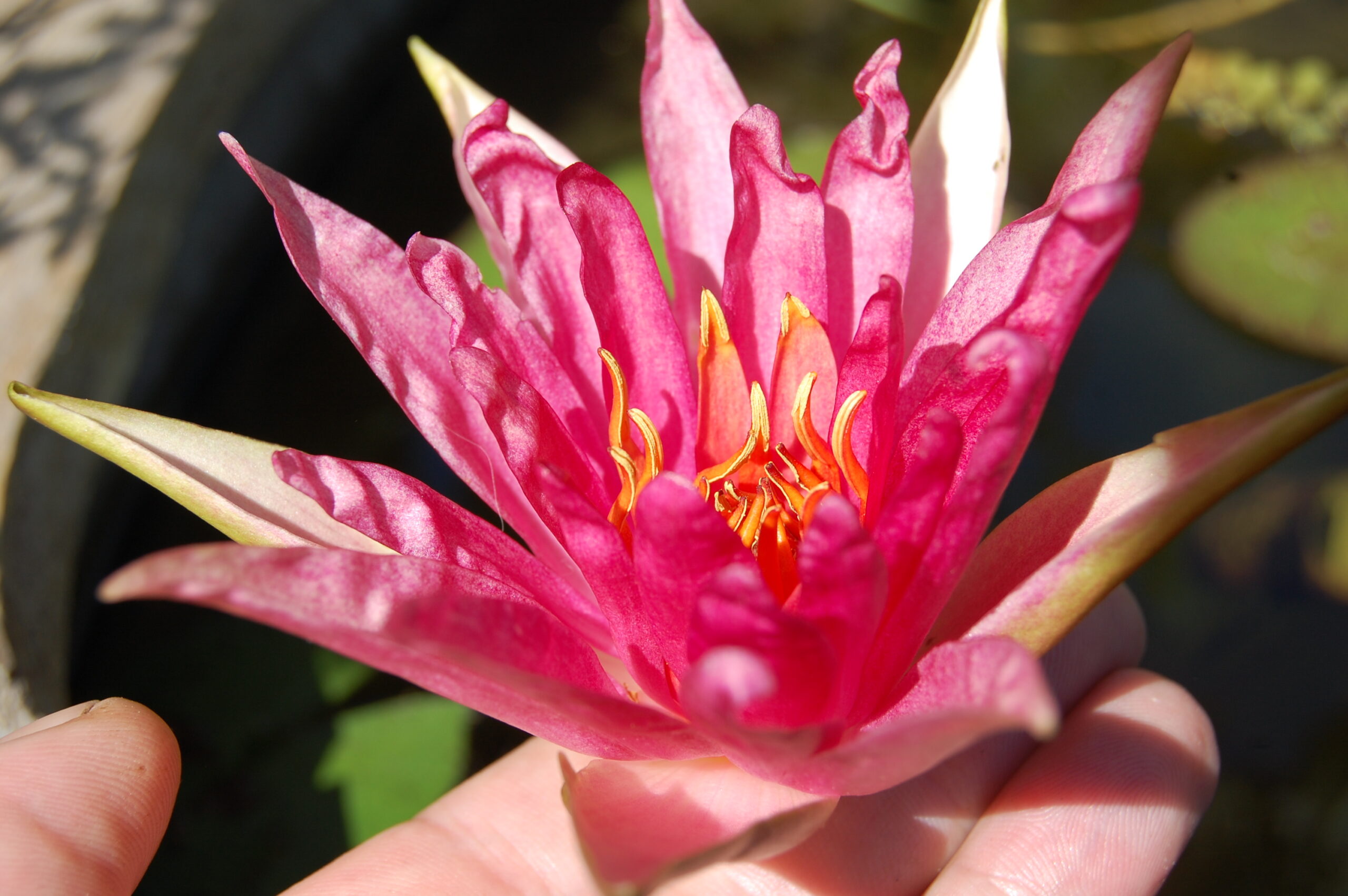 acheter nymphaea Red Spider for sale buy on ine (1)