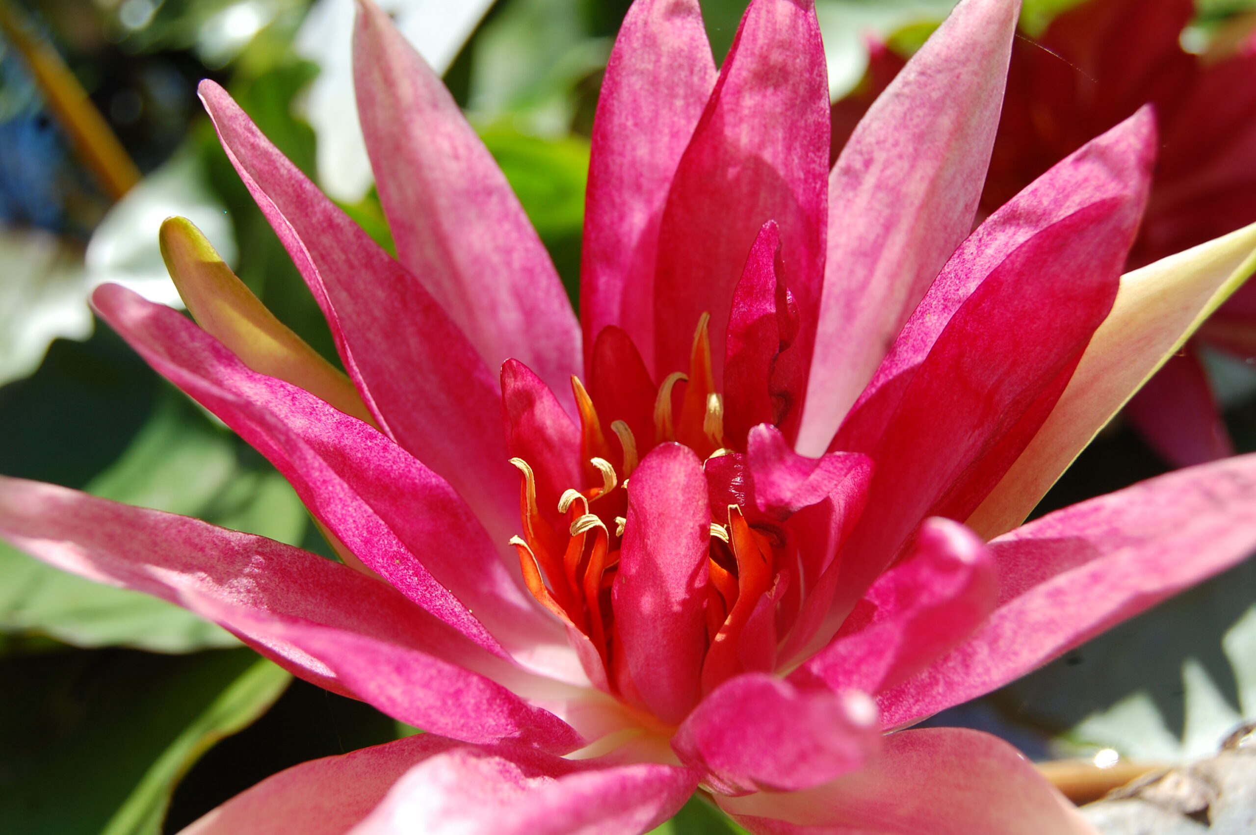 acheter nymphaea Red Spider for sale buy on ine (11)