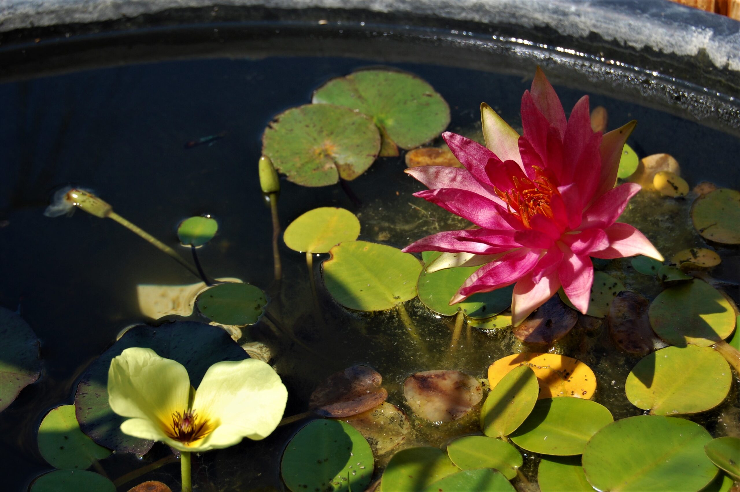acheter nymphaea Red Spider for sale buy on ine (13)