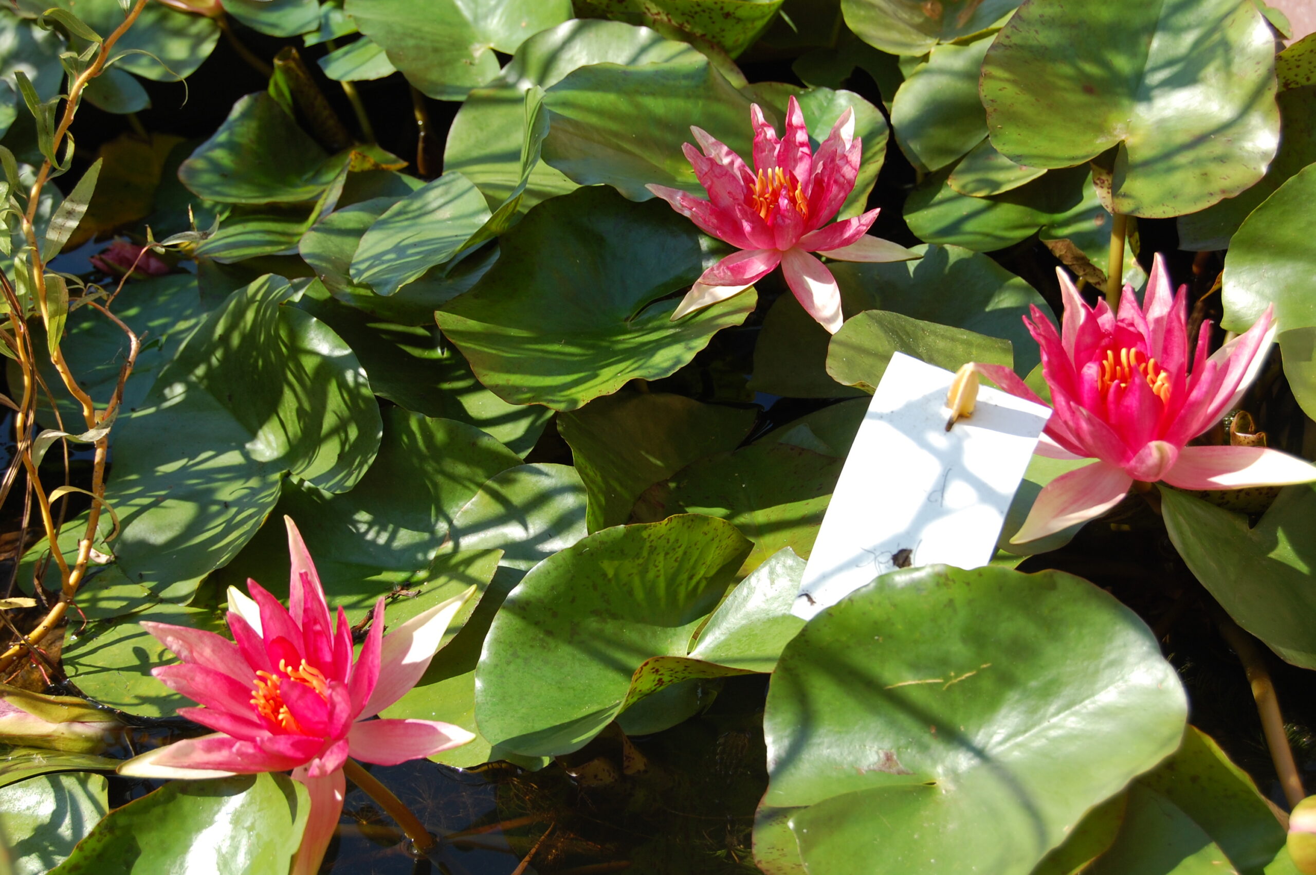 acheter nymphaea Red Spider for sale buy on ine (17)